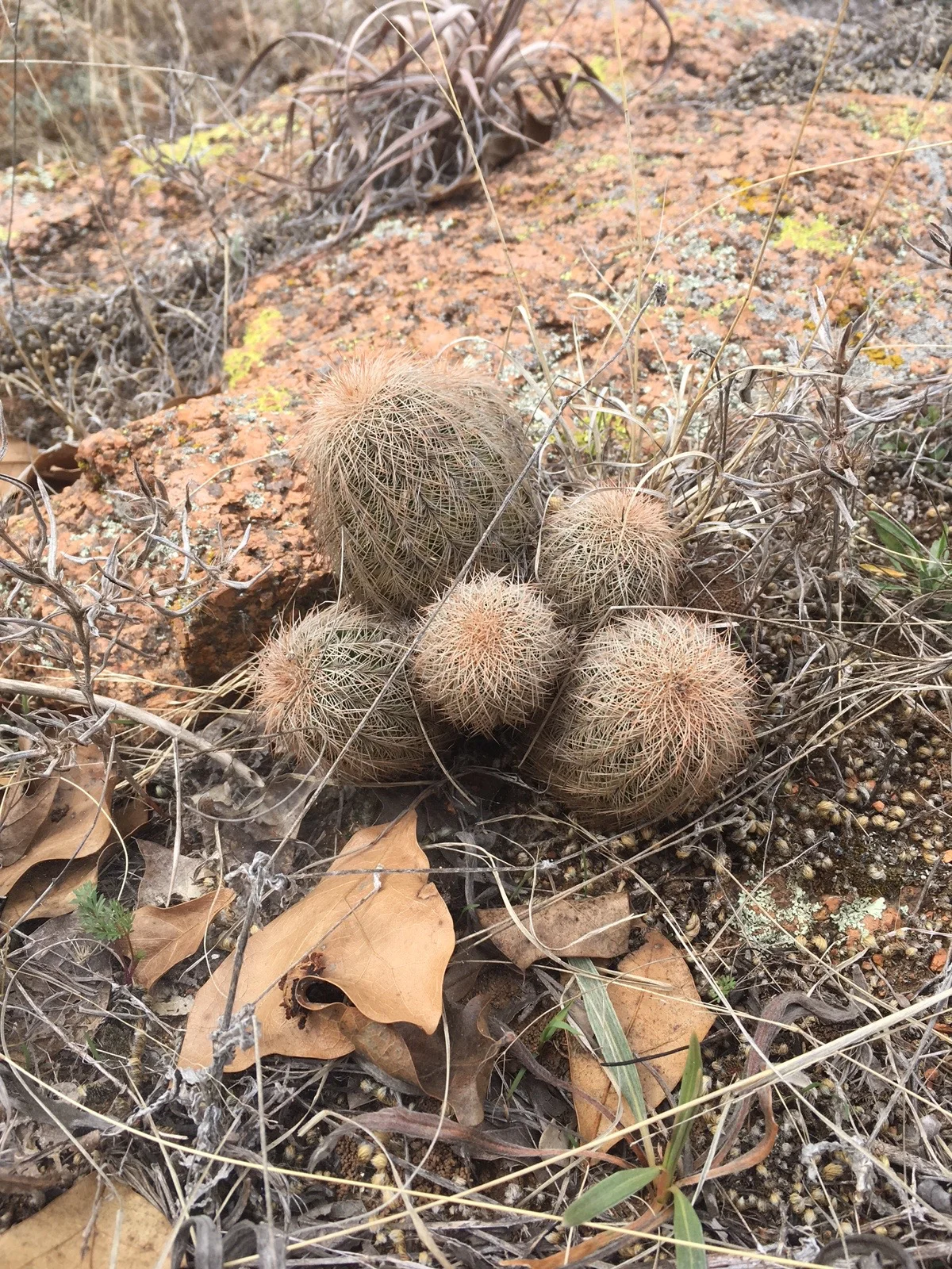 There were hidden little cacti everywhere. Watch your step!
