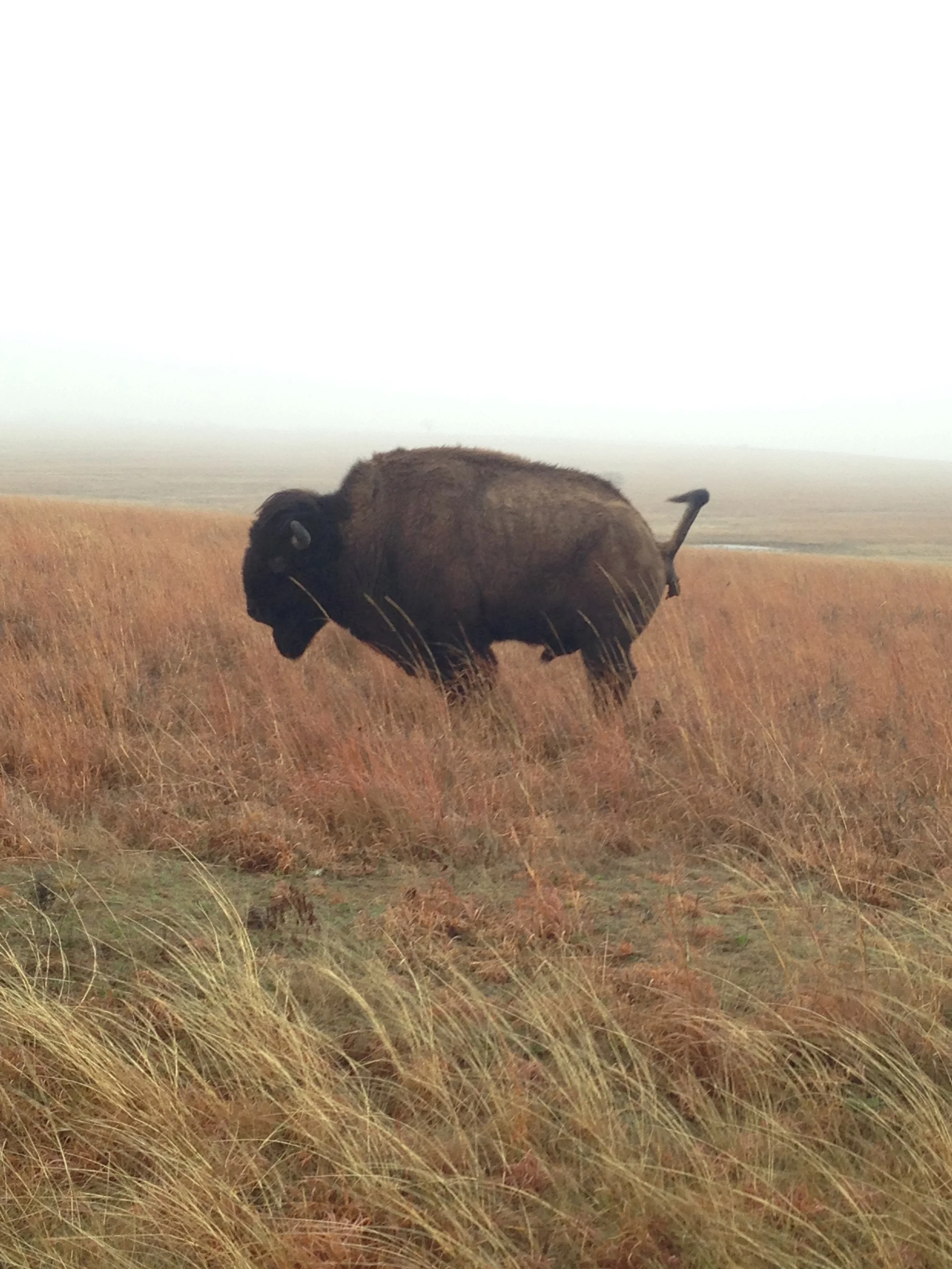 Oh yeah, we saw a pooping bison. Highlight of the trip.