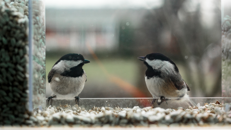 Carolina Chickadees