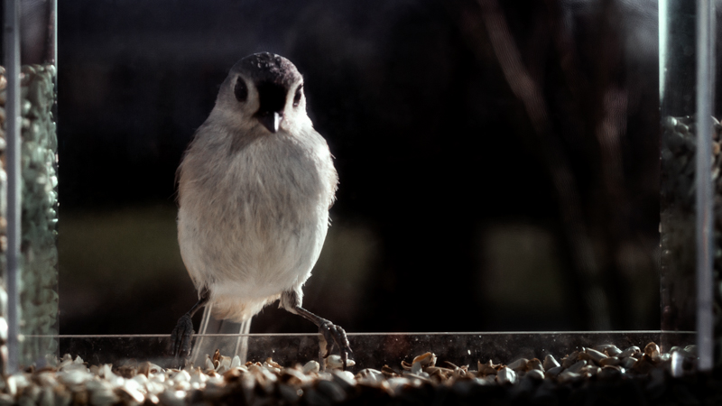 Tufted Titmouse