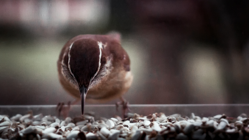 Carolina Wren