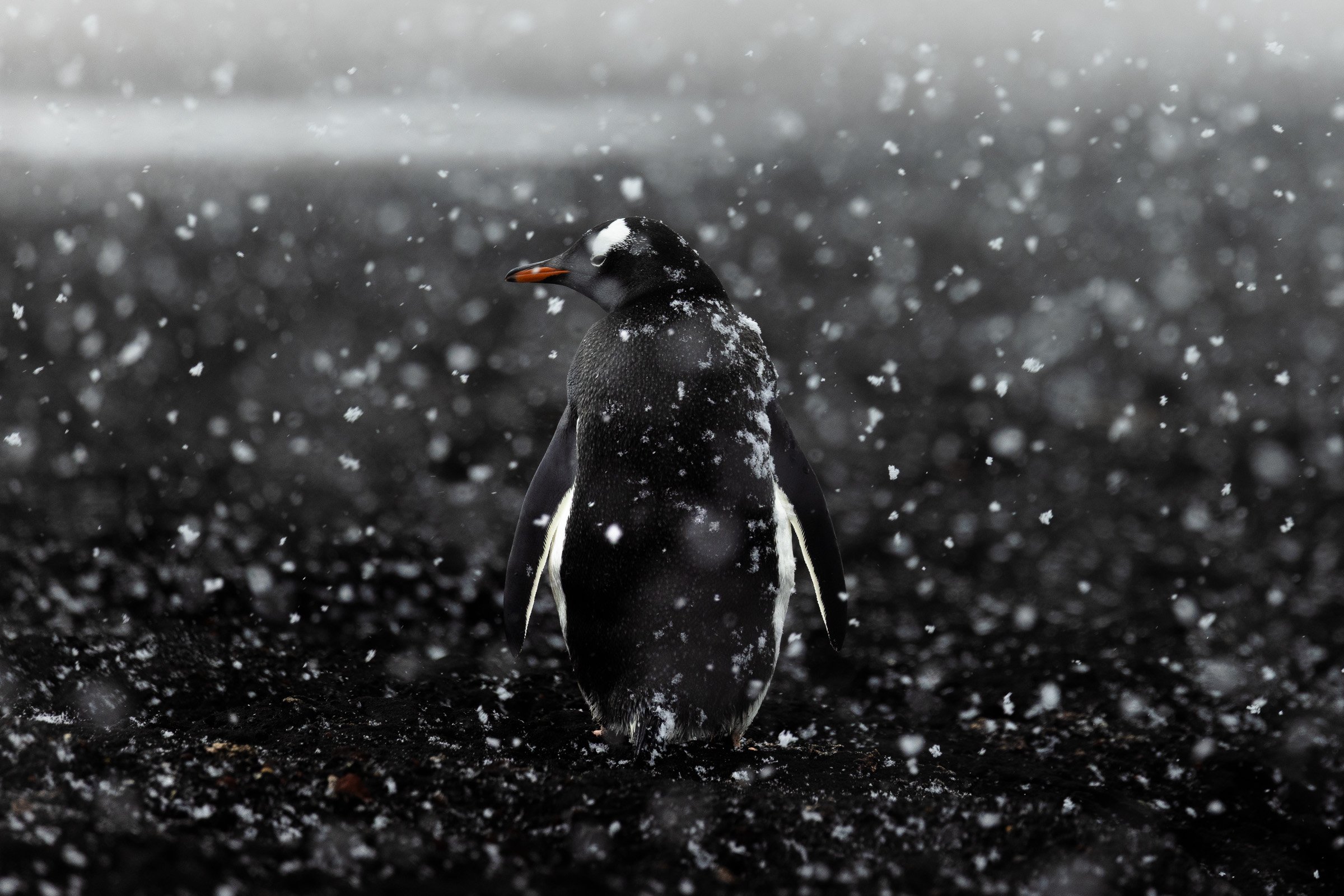 The Antarctic-75.jpg