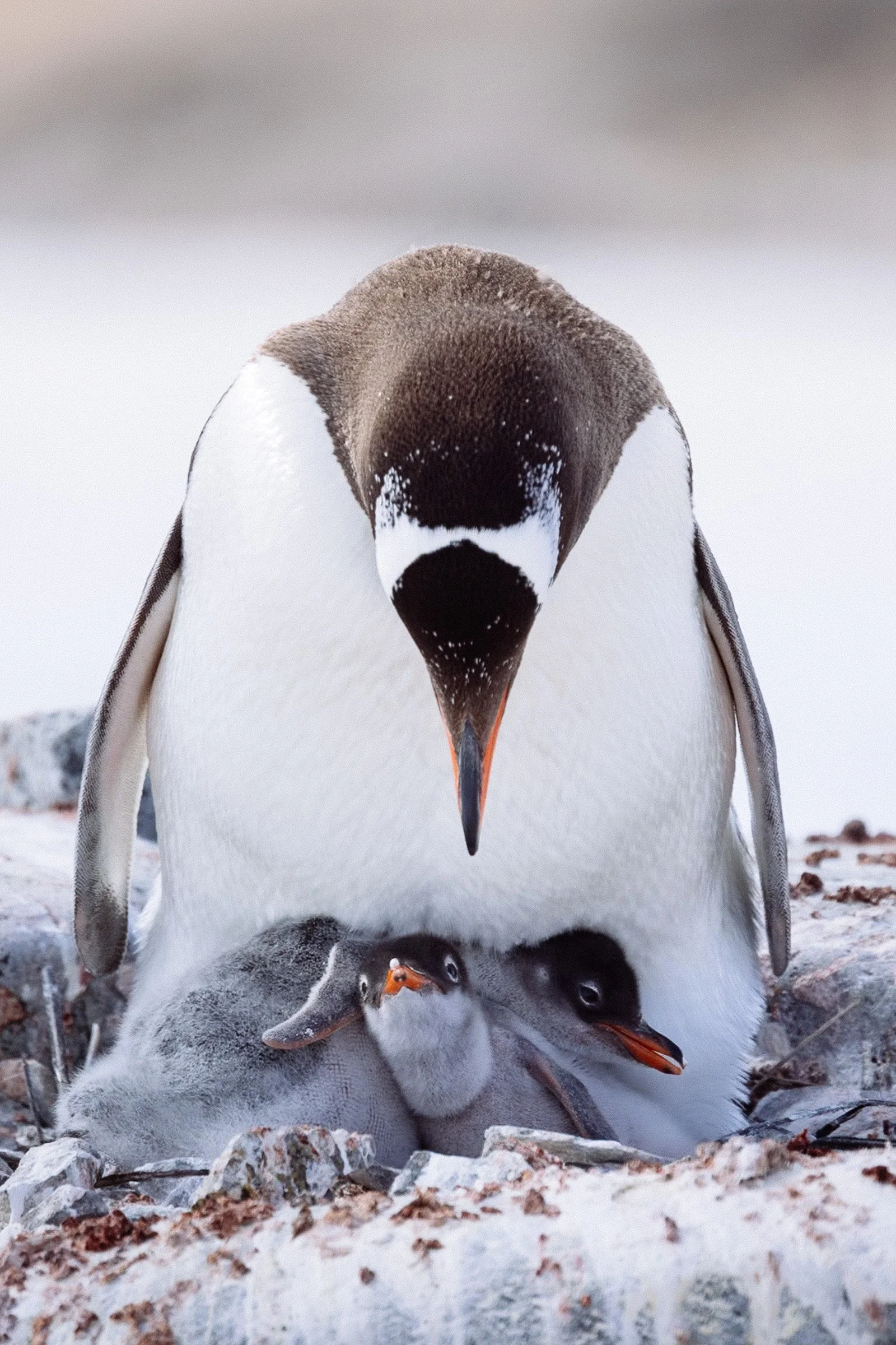 The Antarctic-81-2.jpg