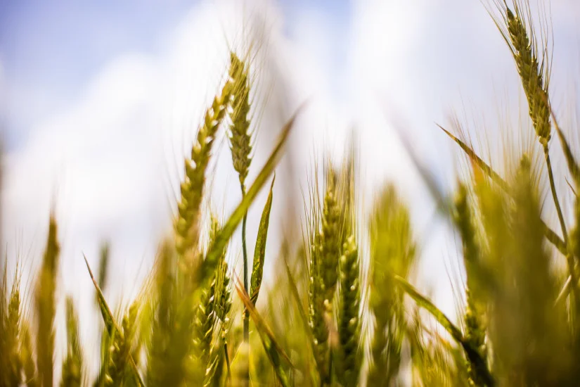 Is teff the new super grain?