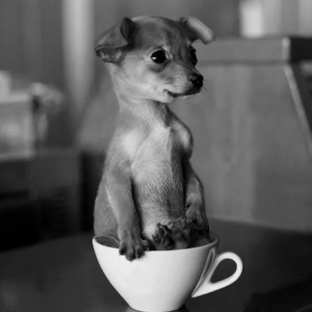 Doggy's Cuppa - Just Entrepreneurs.jpg