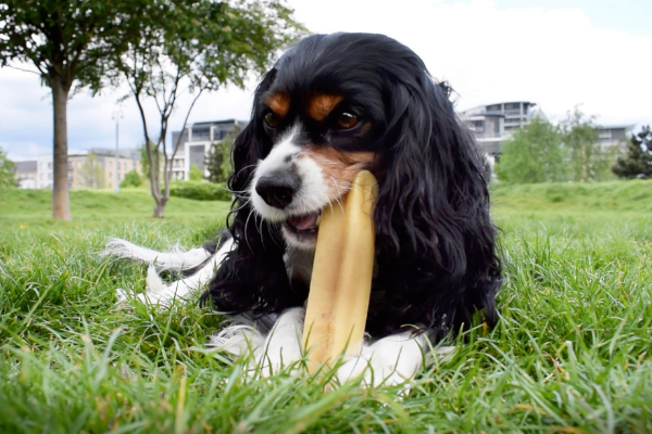 Meet the founder of Pawfect Foods-2.png