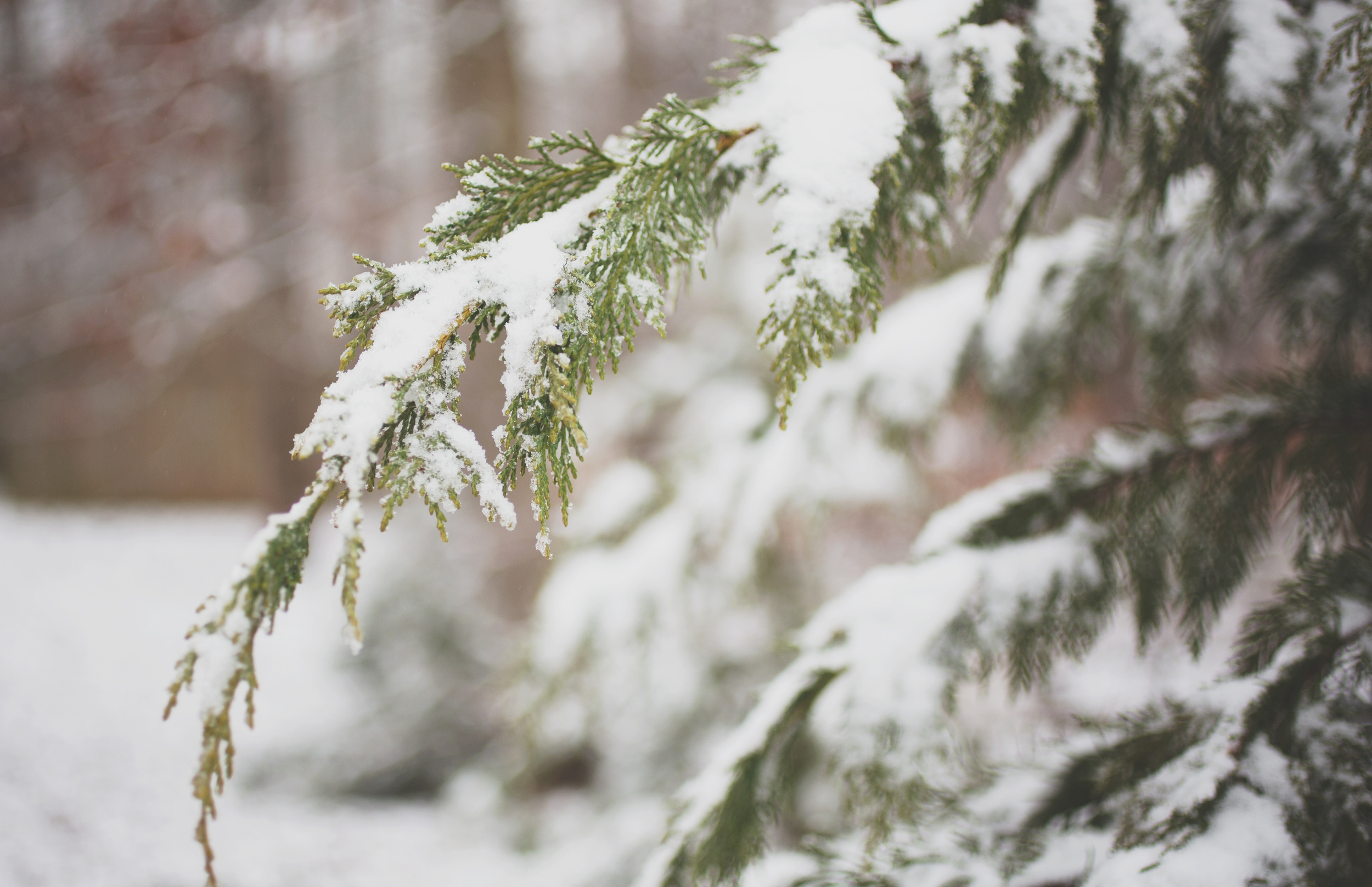 CNP SnowDay2015_3465.jpg