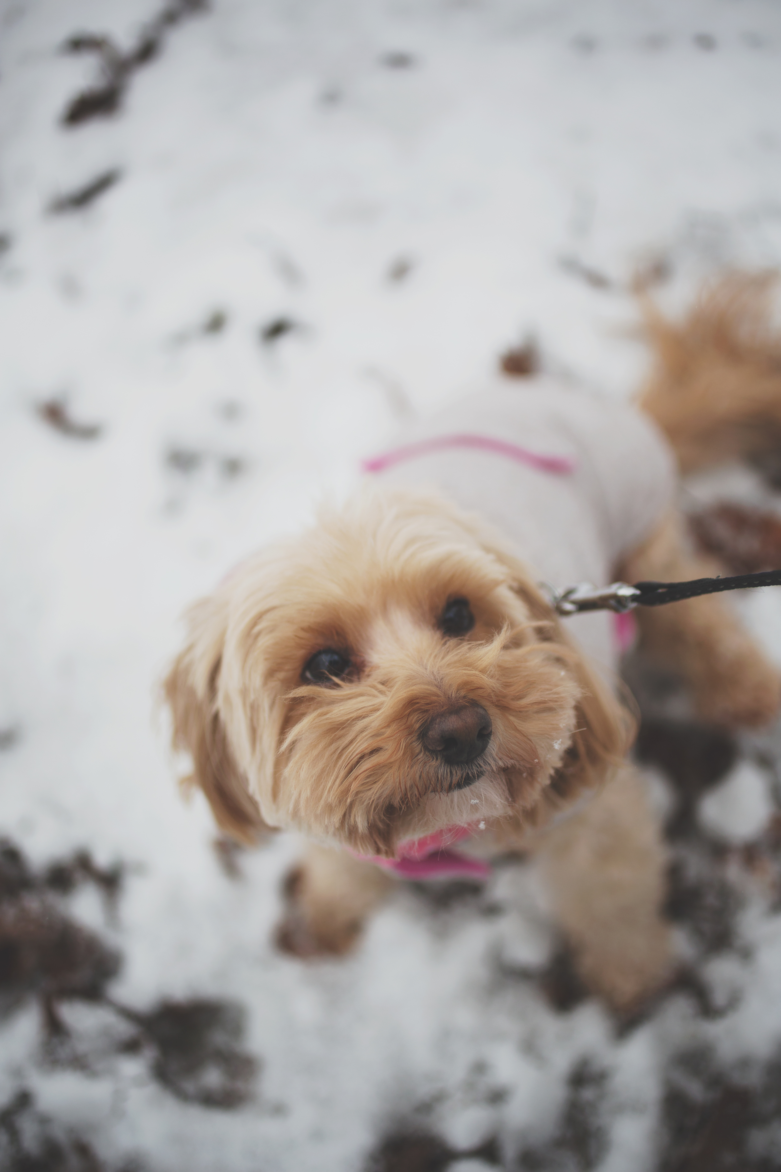 CNP SnowDay2015_3472.jpg