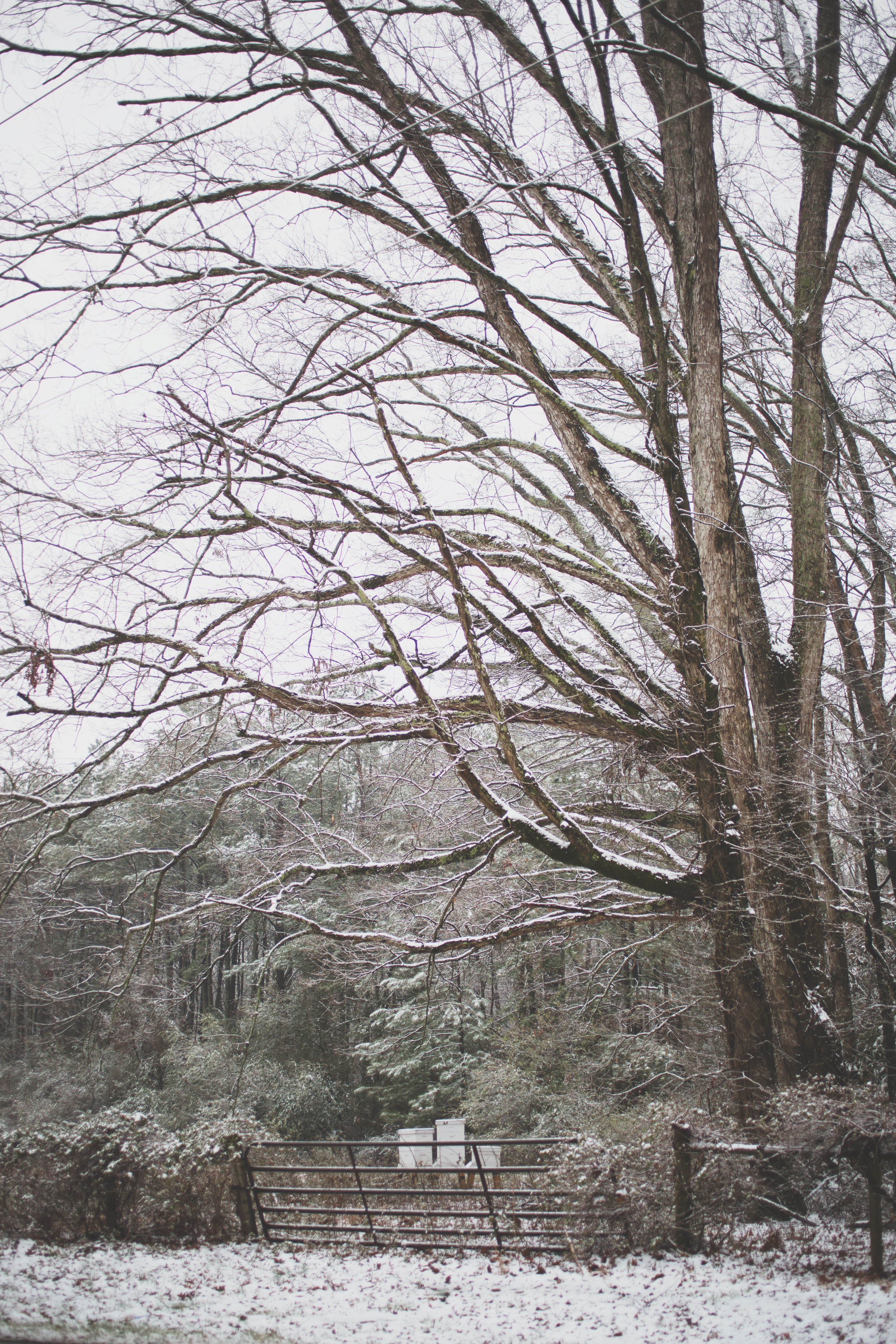 CNP SnowDay2015_3496.jpg
