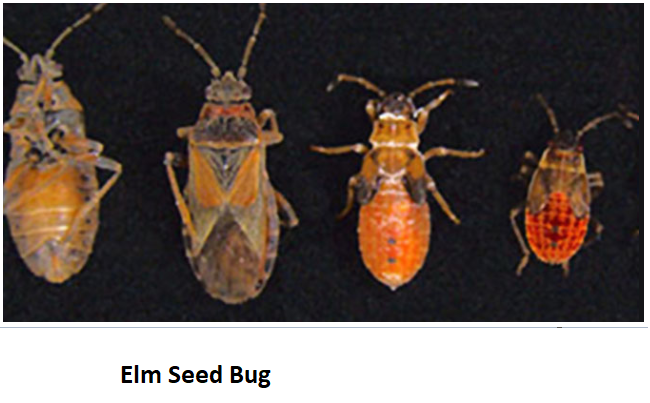elm bug.PNG