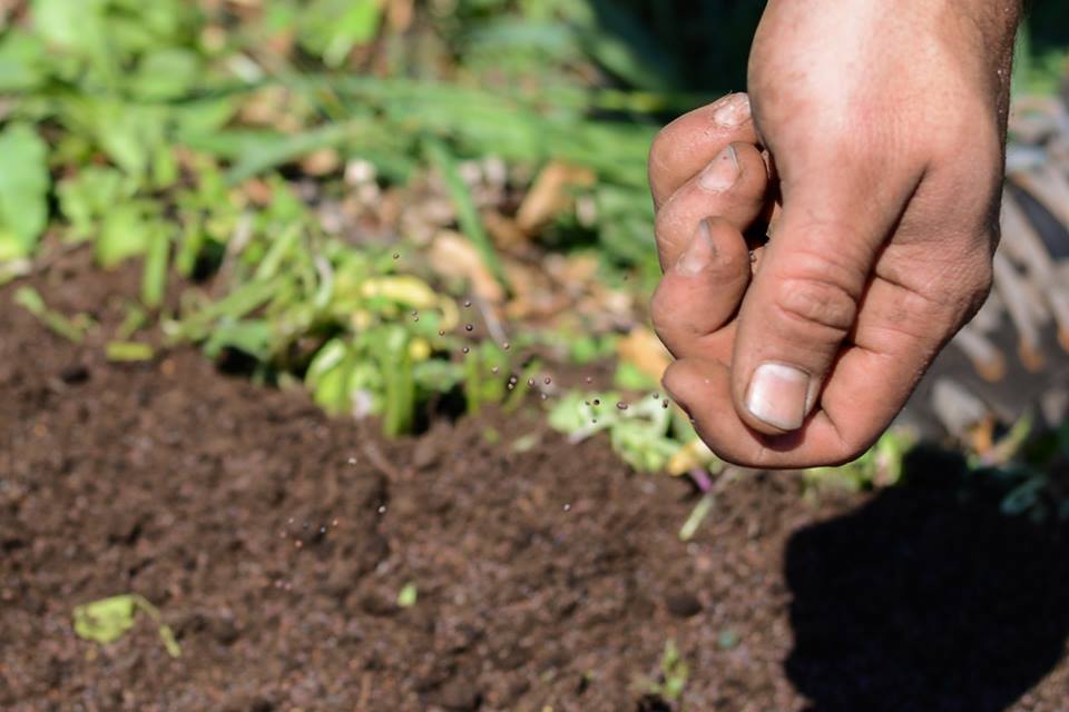 planting.jpg