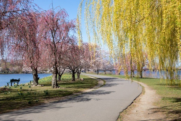 Walking by pretty flowering forsythias on the Esplanade is a whole other level of zen. ⁠
&ldquo;If we could see the miracle of a single flower clearly, our whole life would change.&rdquo;