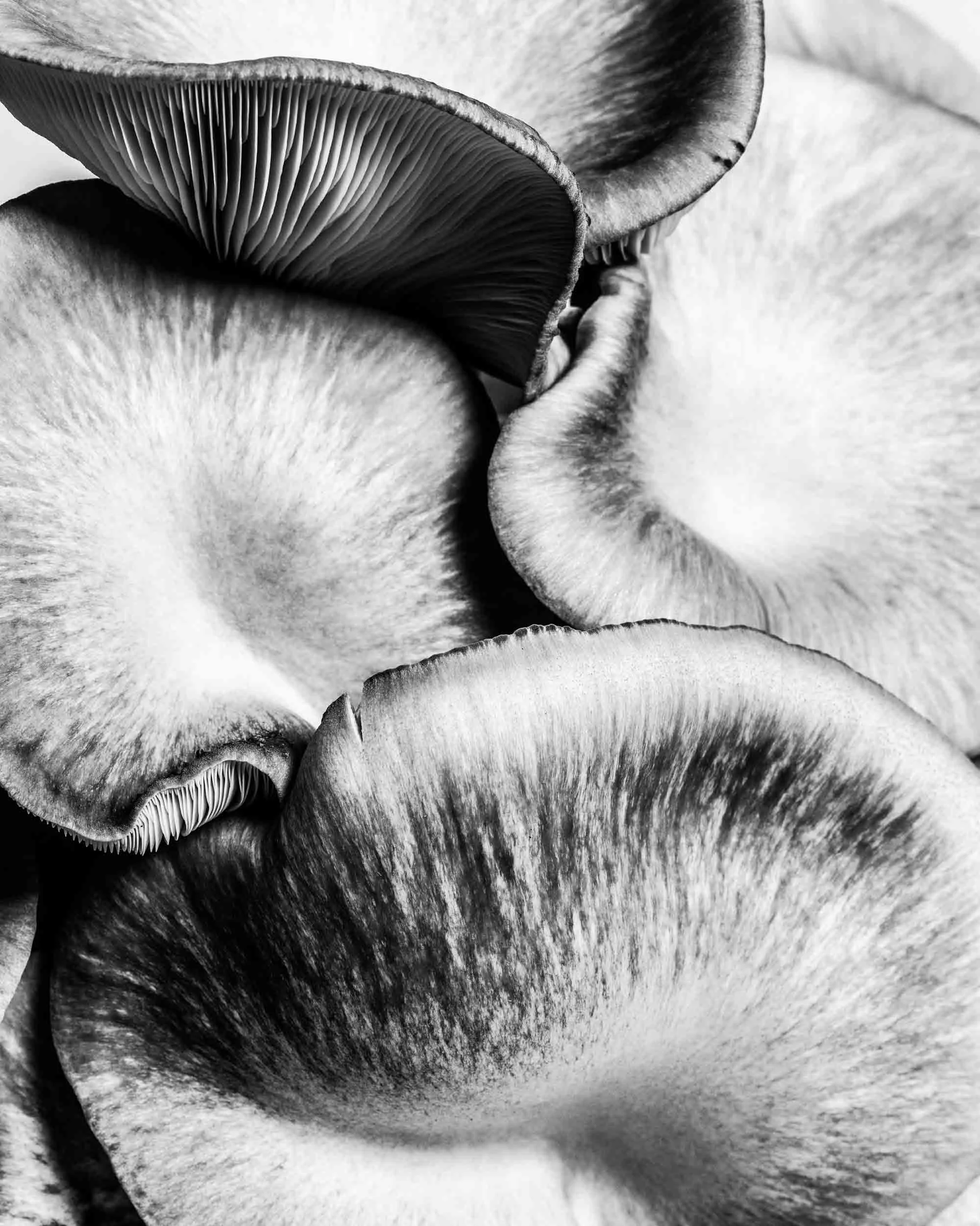 Mushrooms photographed by cookbook photographer Adam DeTour for Edible Worcester Magazine