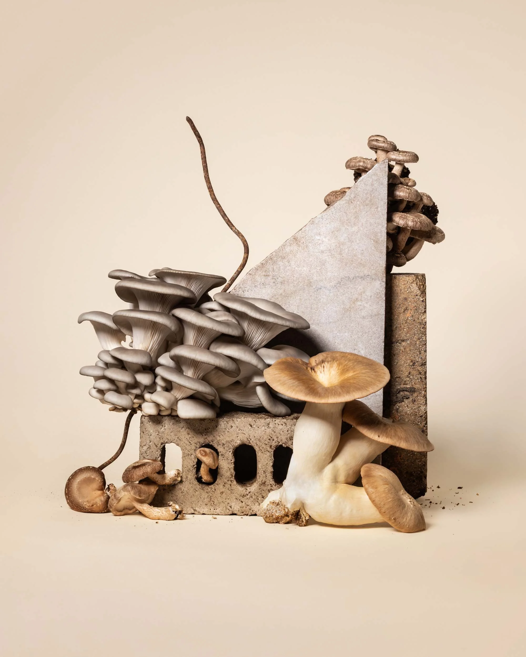 Edible Boston Mushroom Story by Boston Food Photographer Adam DeTour