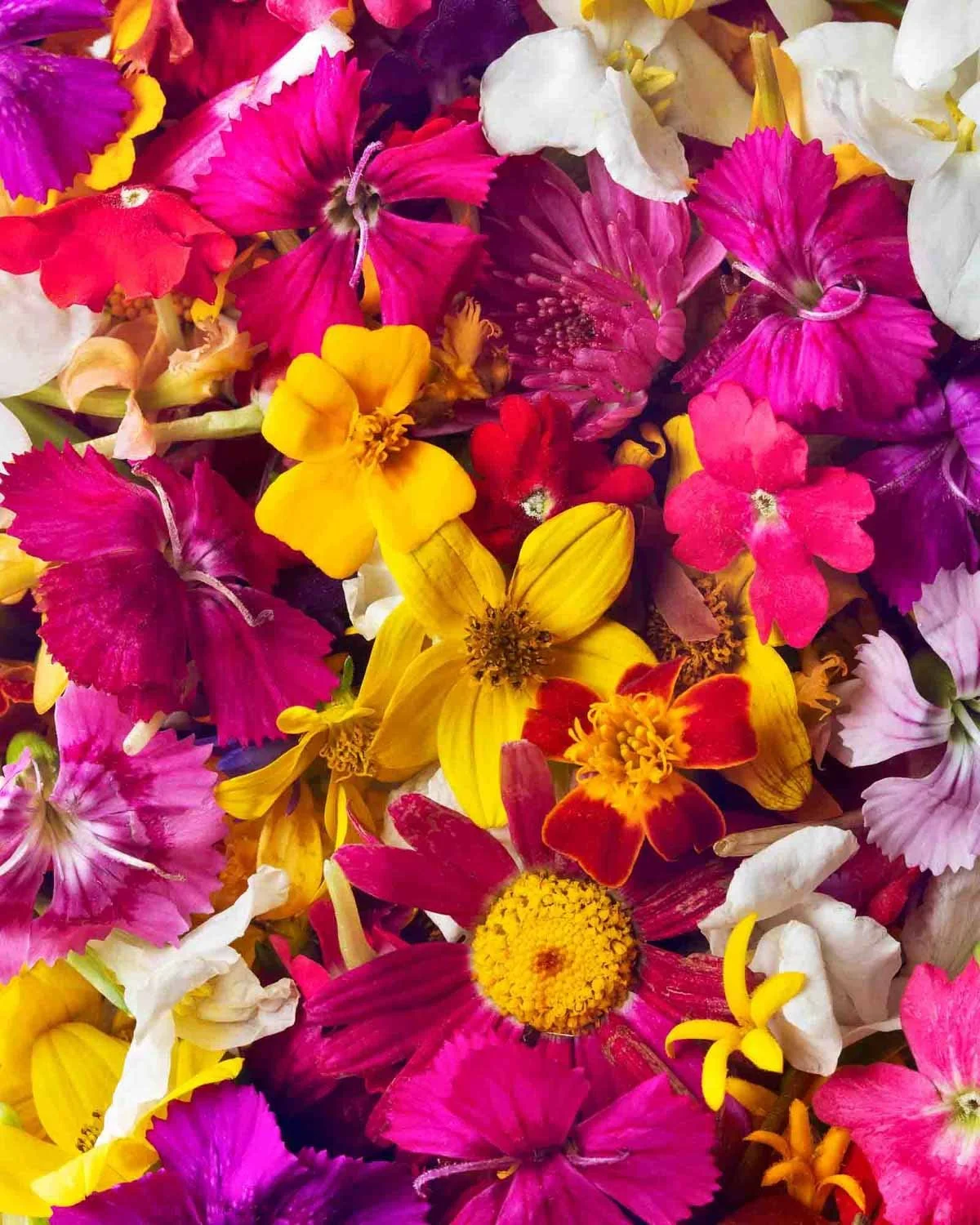 Edible flowers photographed in studio by Adam DeTour