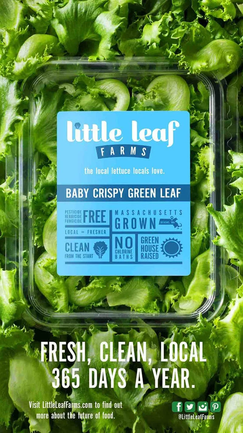 Little Leaf Farms Crispy Green Leaf package photographed in a bed of lettuce by Boston advertising photographer Adam DeTour