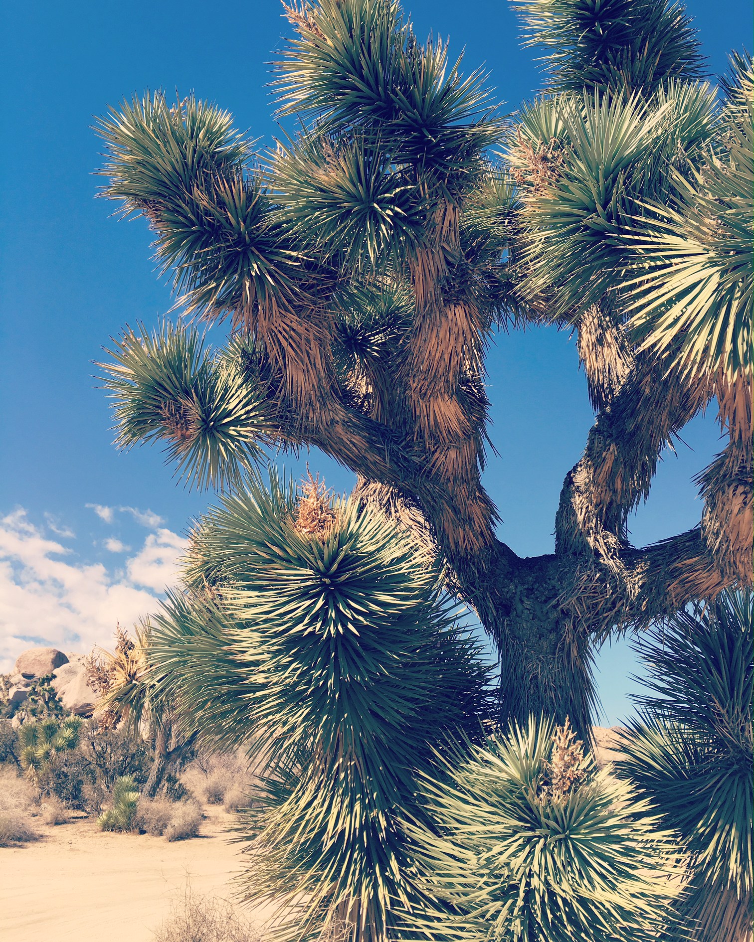 Joshua Tree National Park, CA