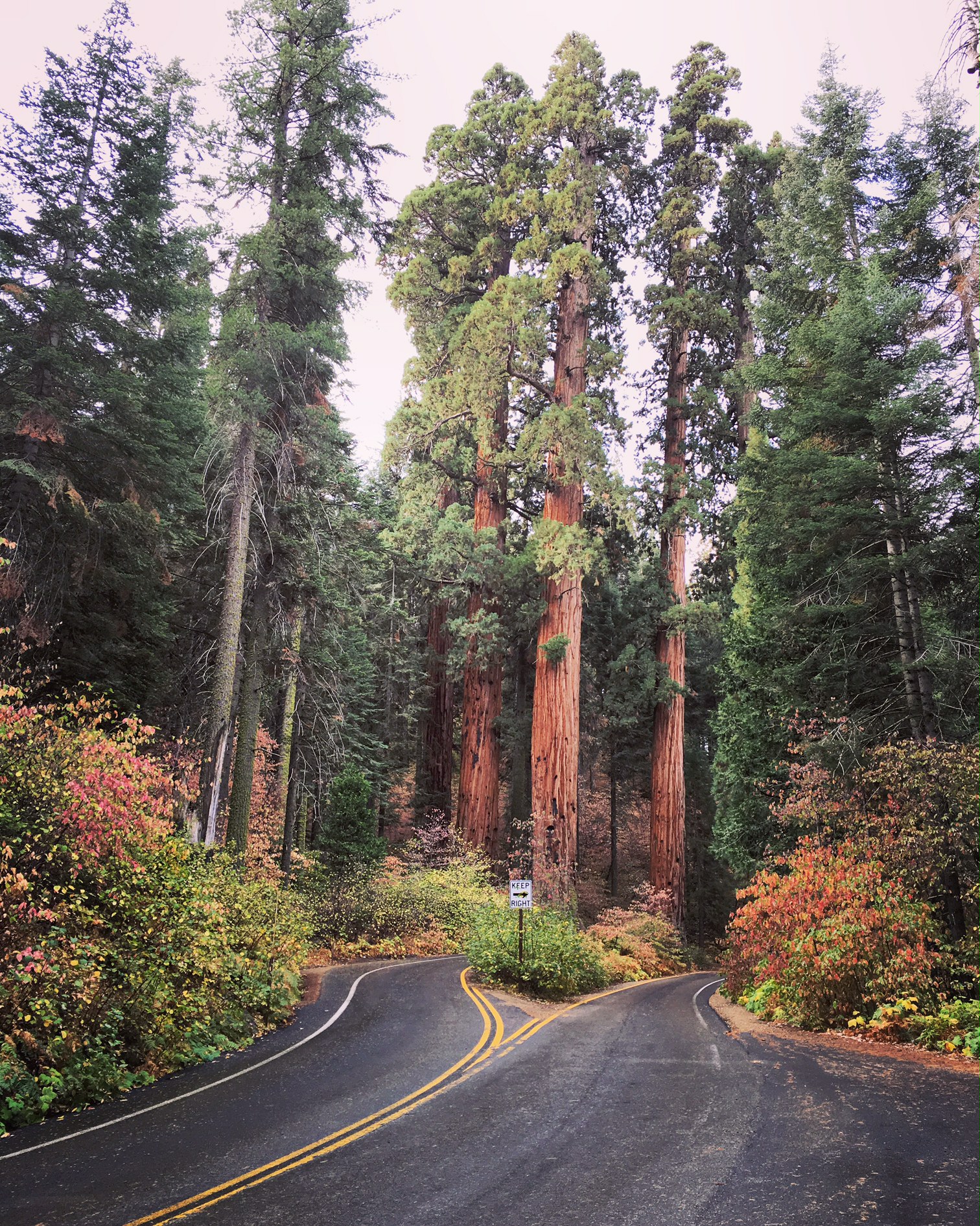 The Sequoias