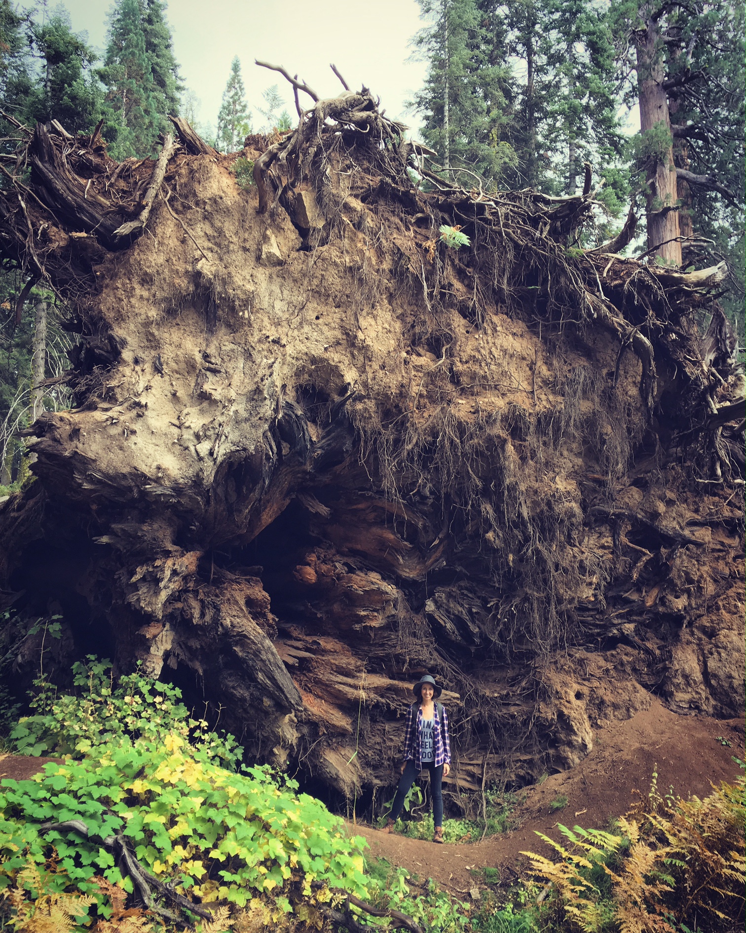 Standing at the root of a Sequoia tree
