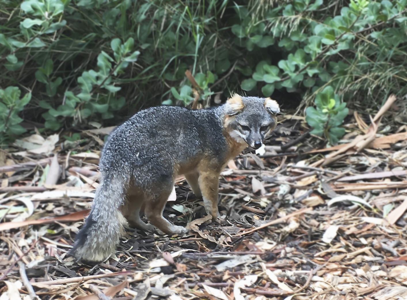 Endangered Island Fox