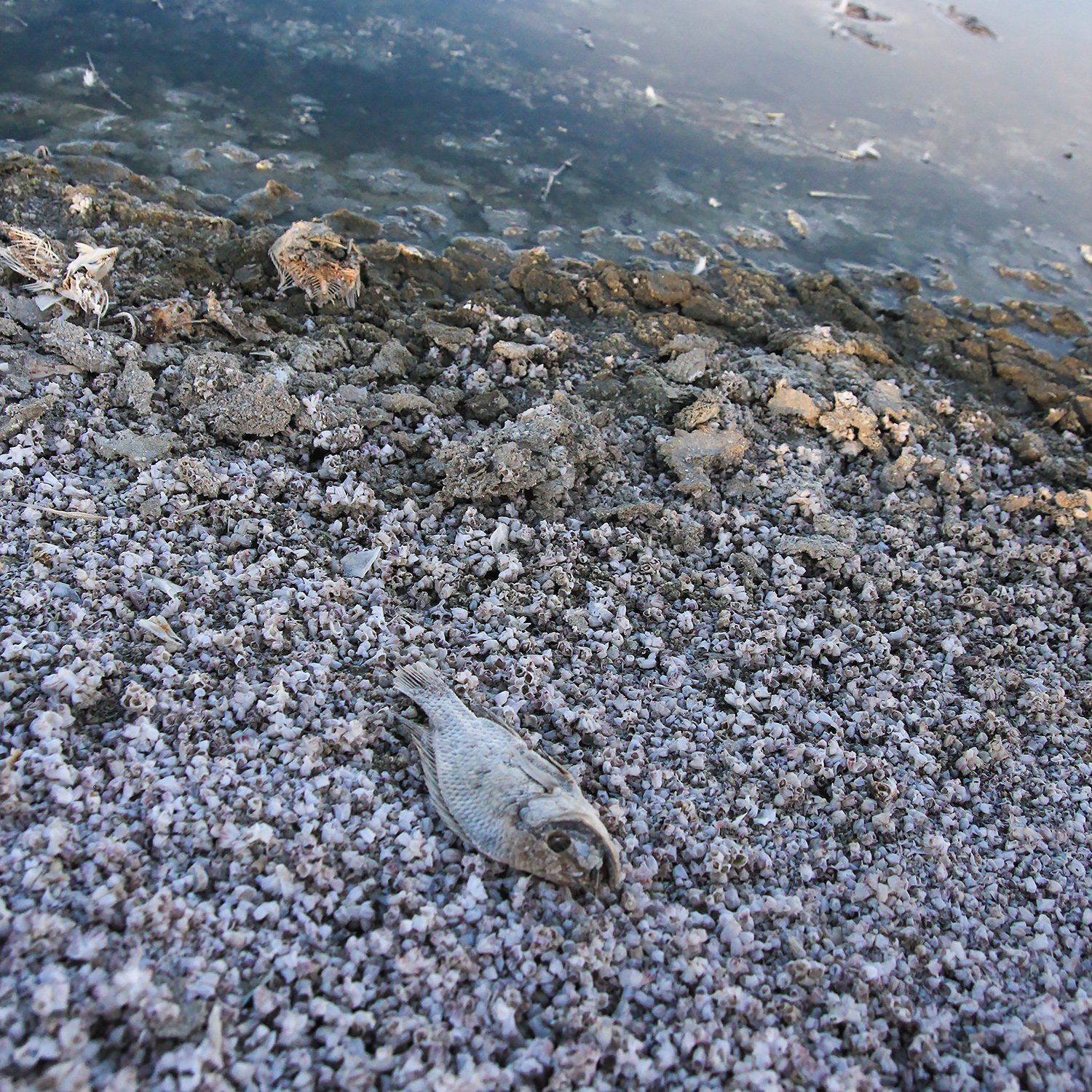 Even closer, that's not white sand, it's fish bones.