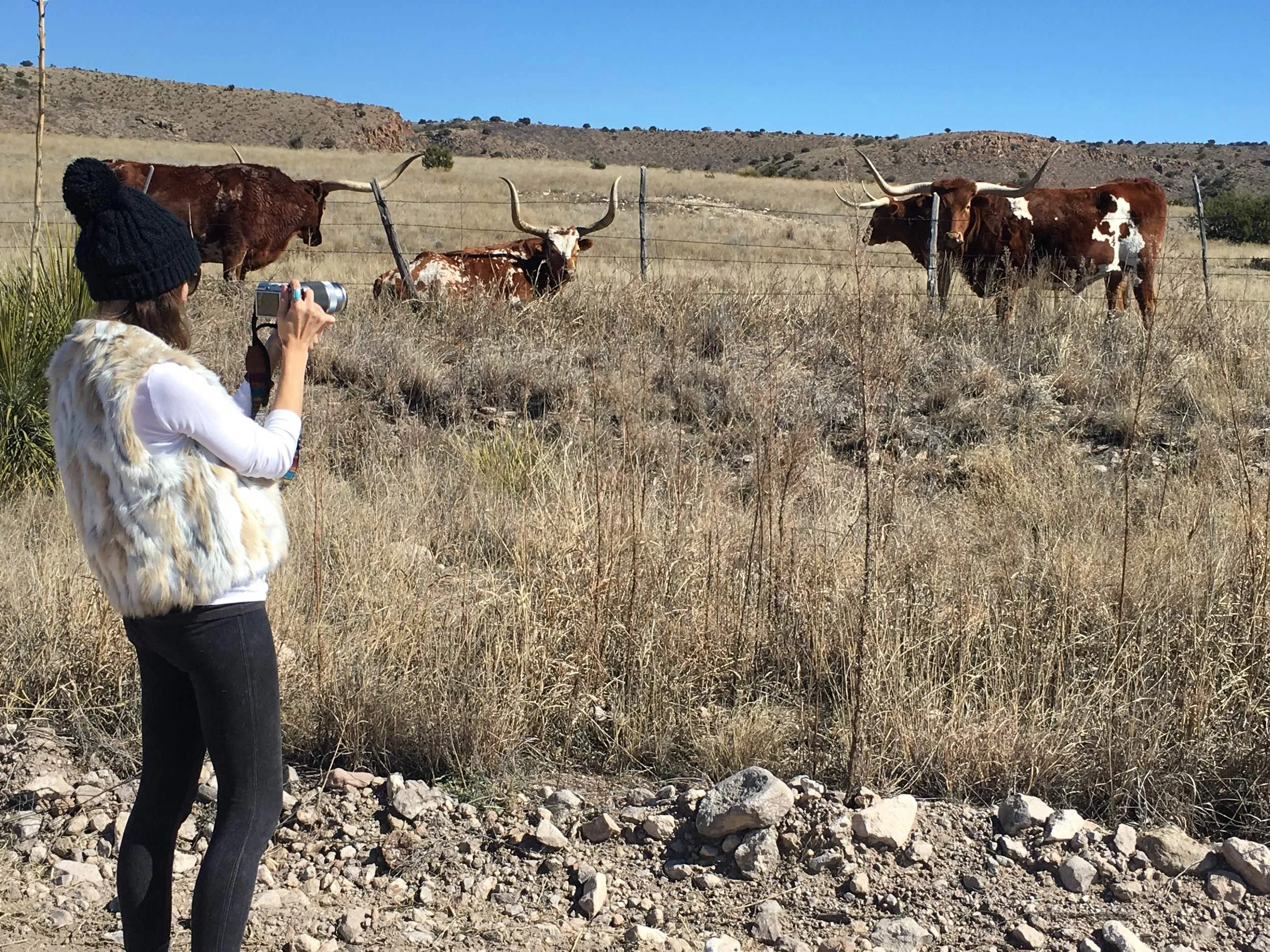 Rachel photographing Long Horns in Texas.