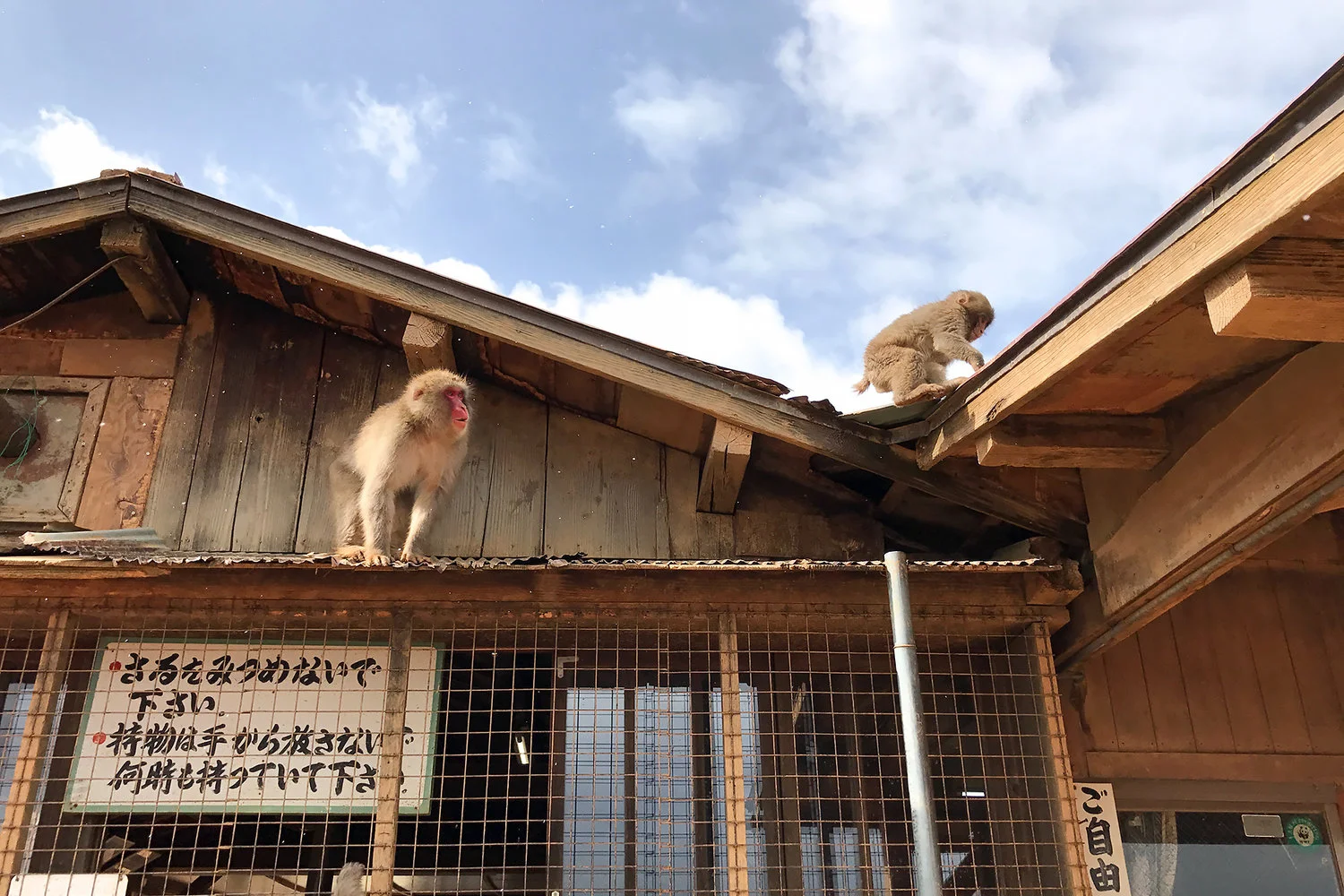 chrissihernandez-japan-kyoto-monkeypark-01.jpg