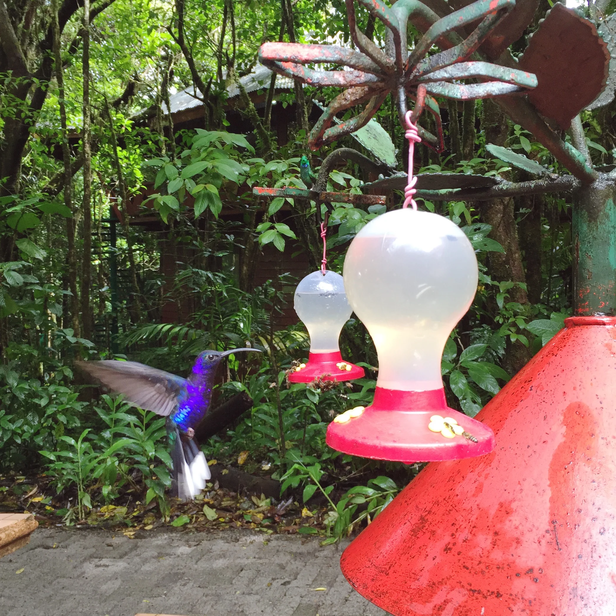 chrissihernandez_monteverde_costarica_04.jpg