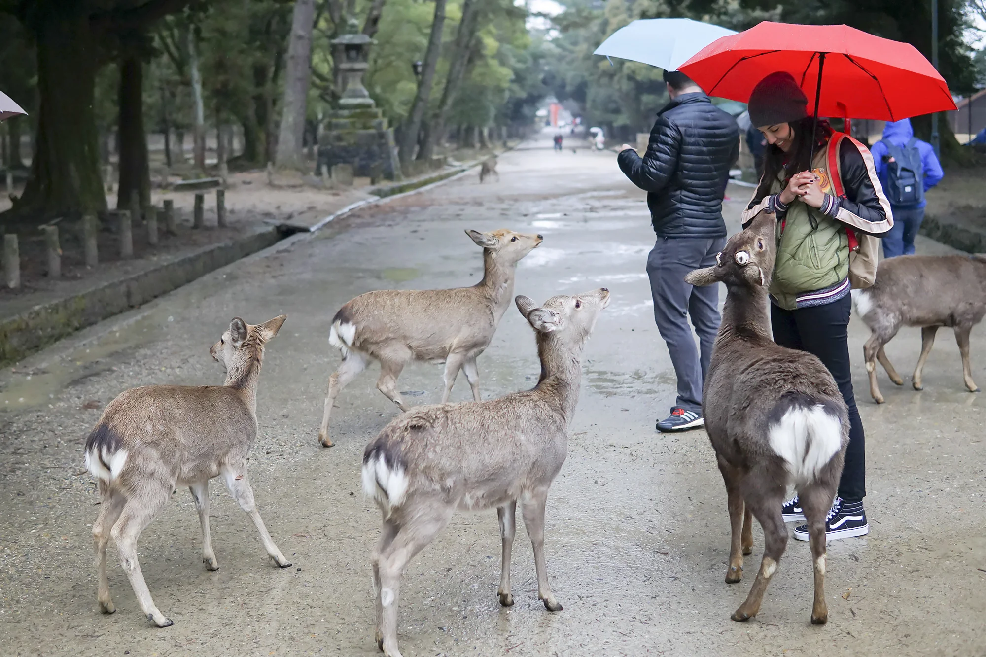 chrissihernandez_japan-narapark.jpg