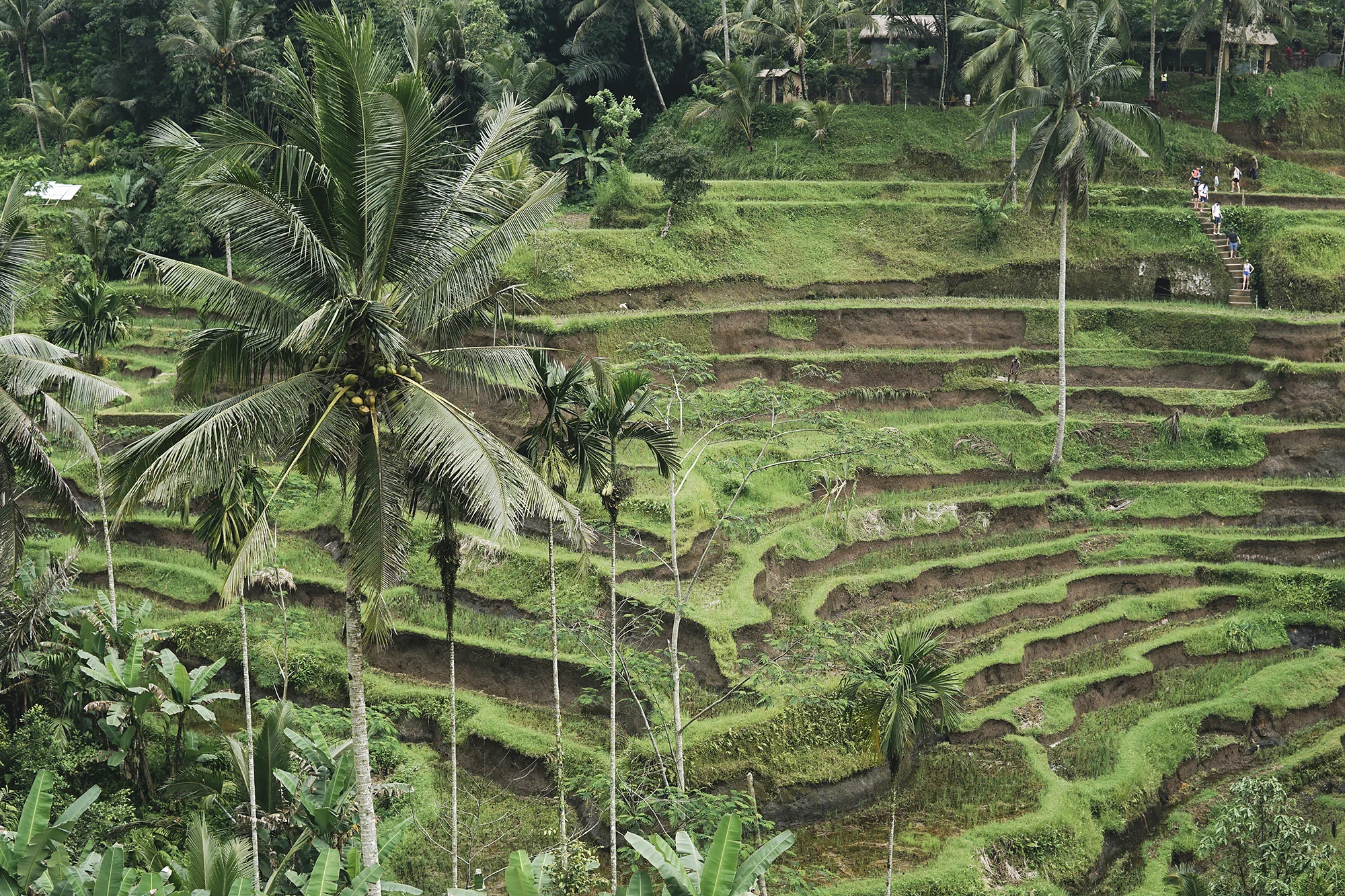 chrissihernandez-bali-ubud-riceTerraces (1)copy.jpg