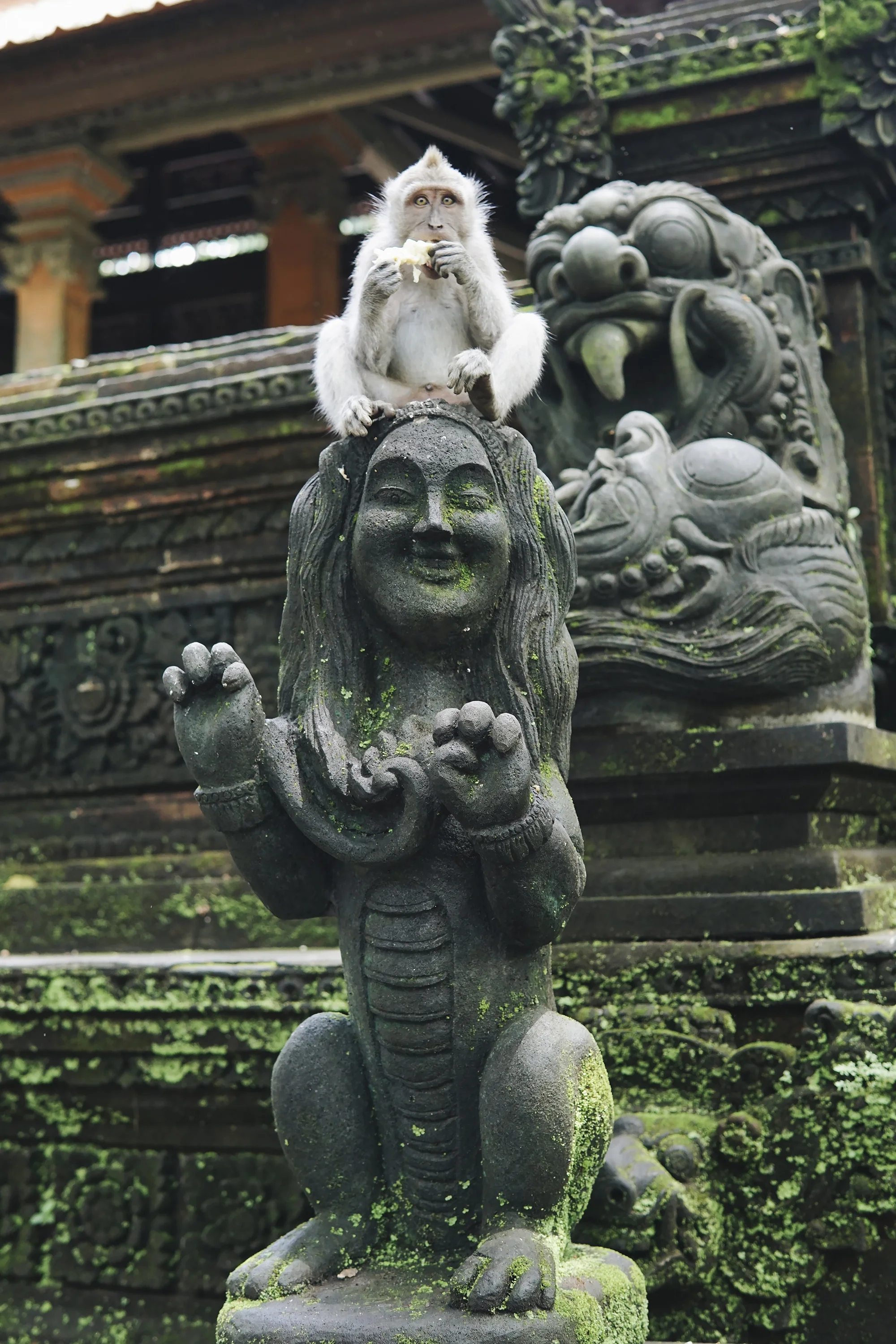 chrissihernandez-bali-ubud-monkeyForest (34)copy.jpg