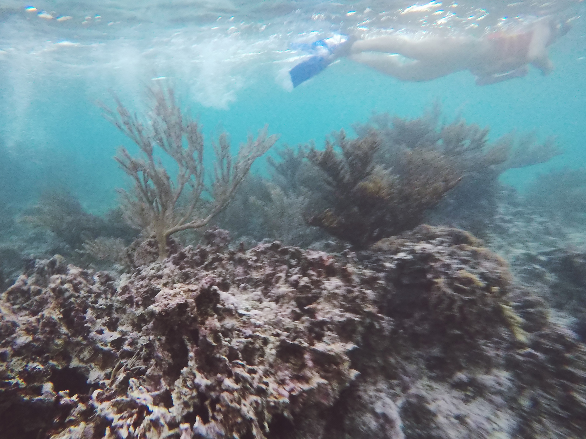 Snorkel Tour.