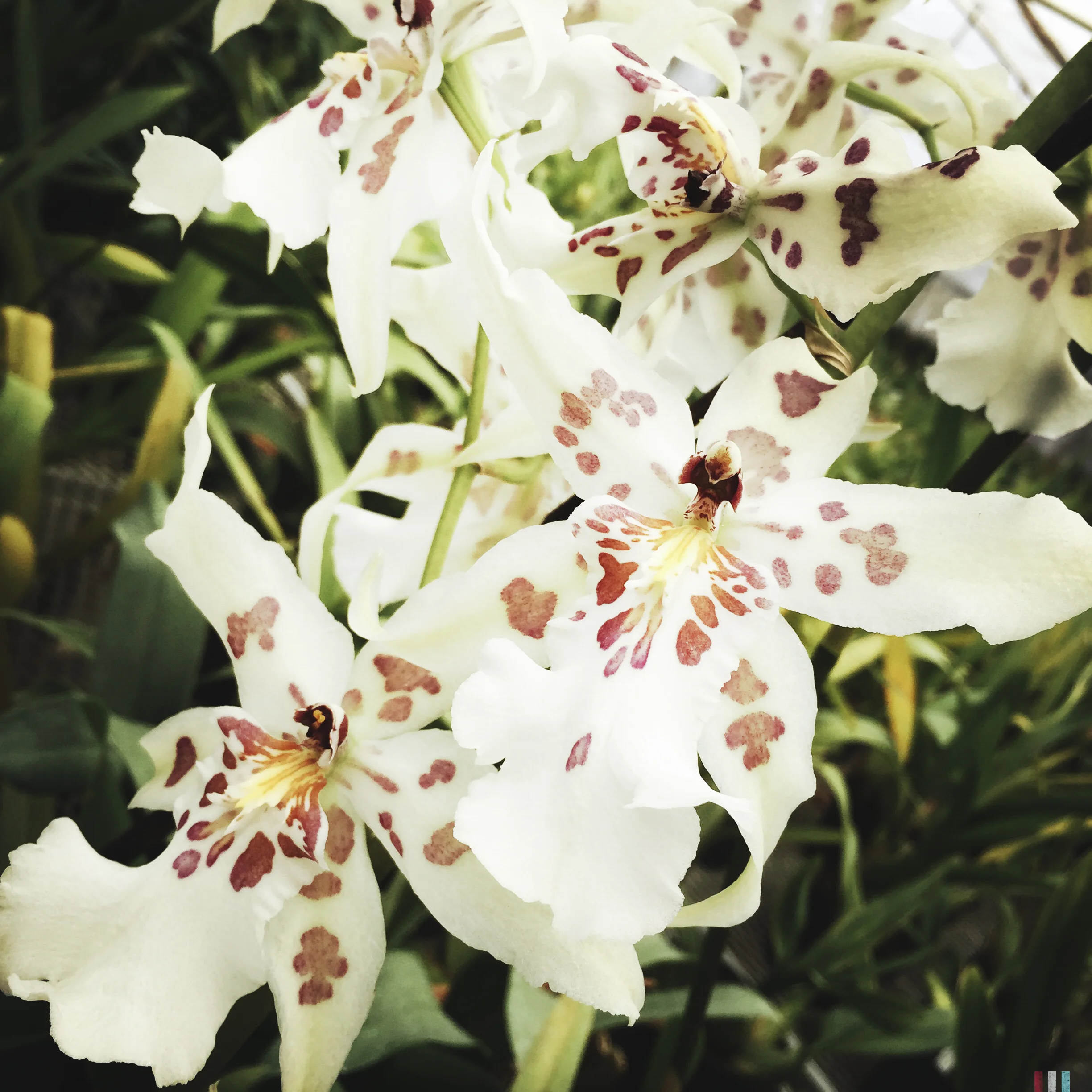 chrissihernandez-california-landers-gublerorchids.jpg