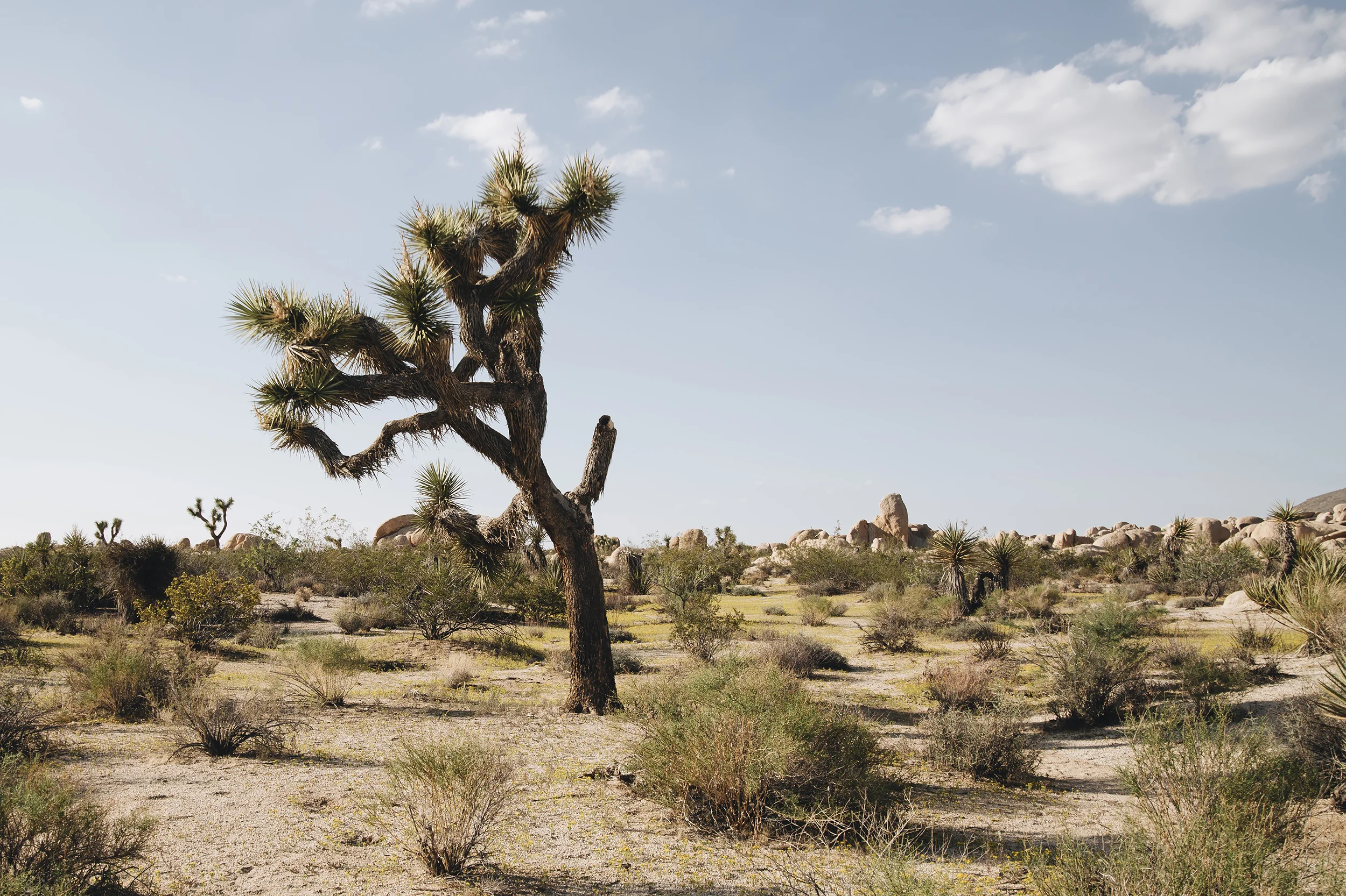 chrissihernandez_california-joshuatree (735)copy2500.jpg