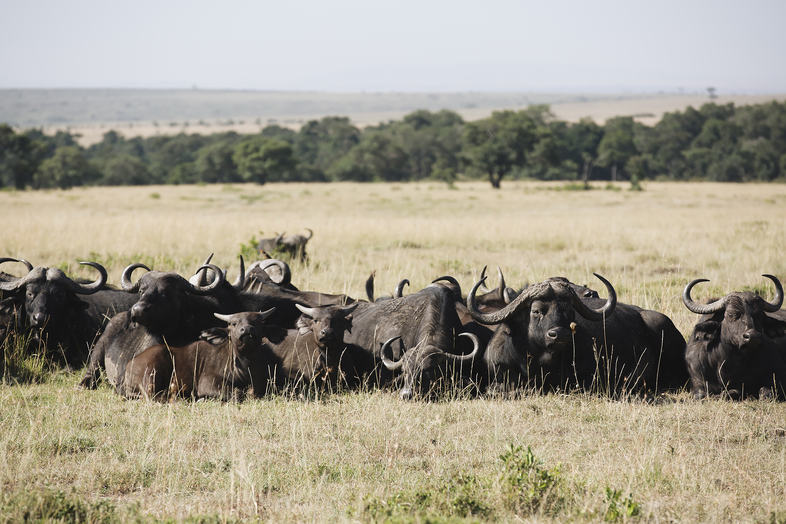 Herd of Cape Buffalo