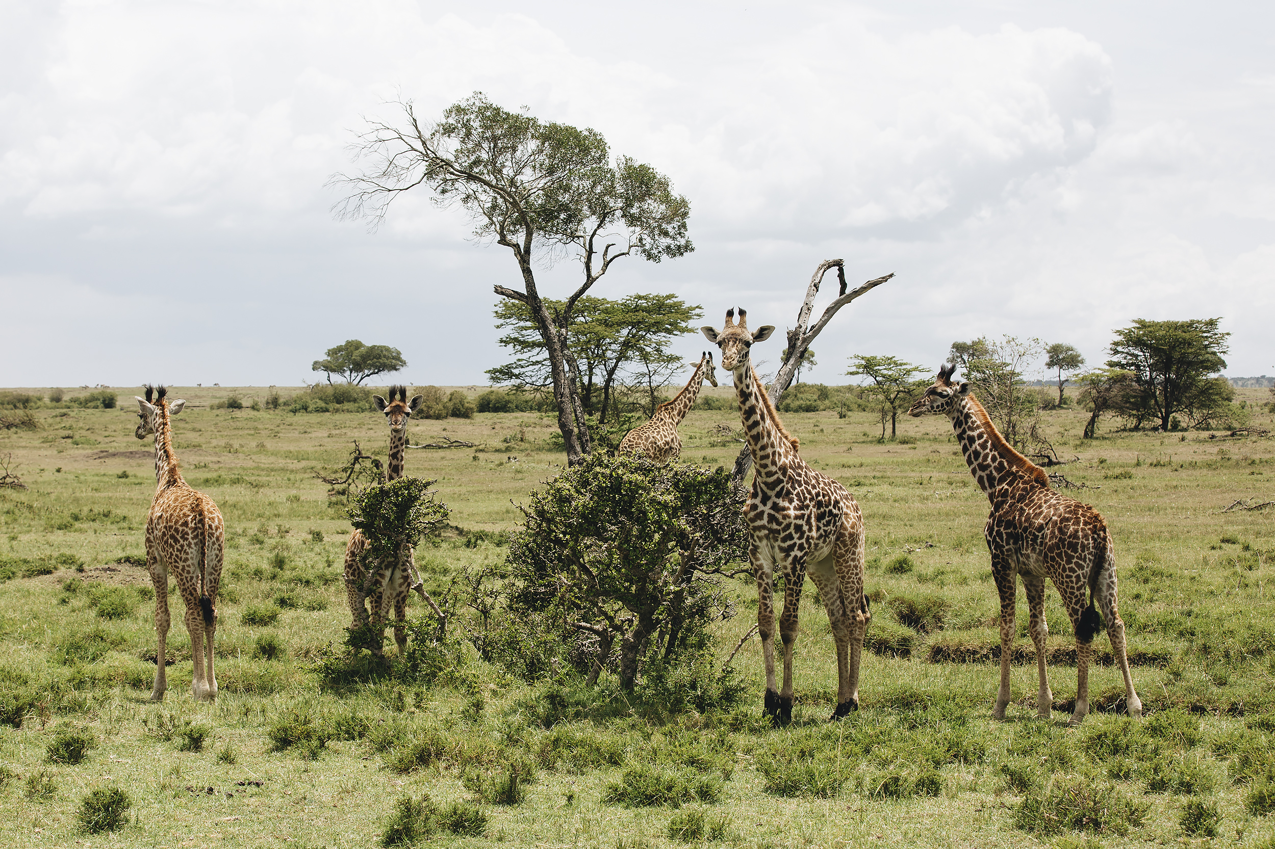 Baby Giraffes Grazing