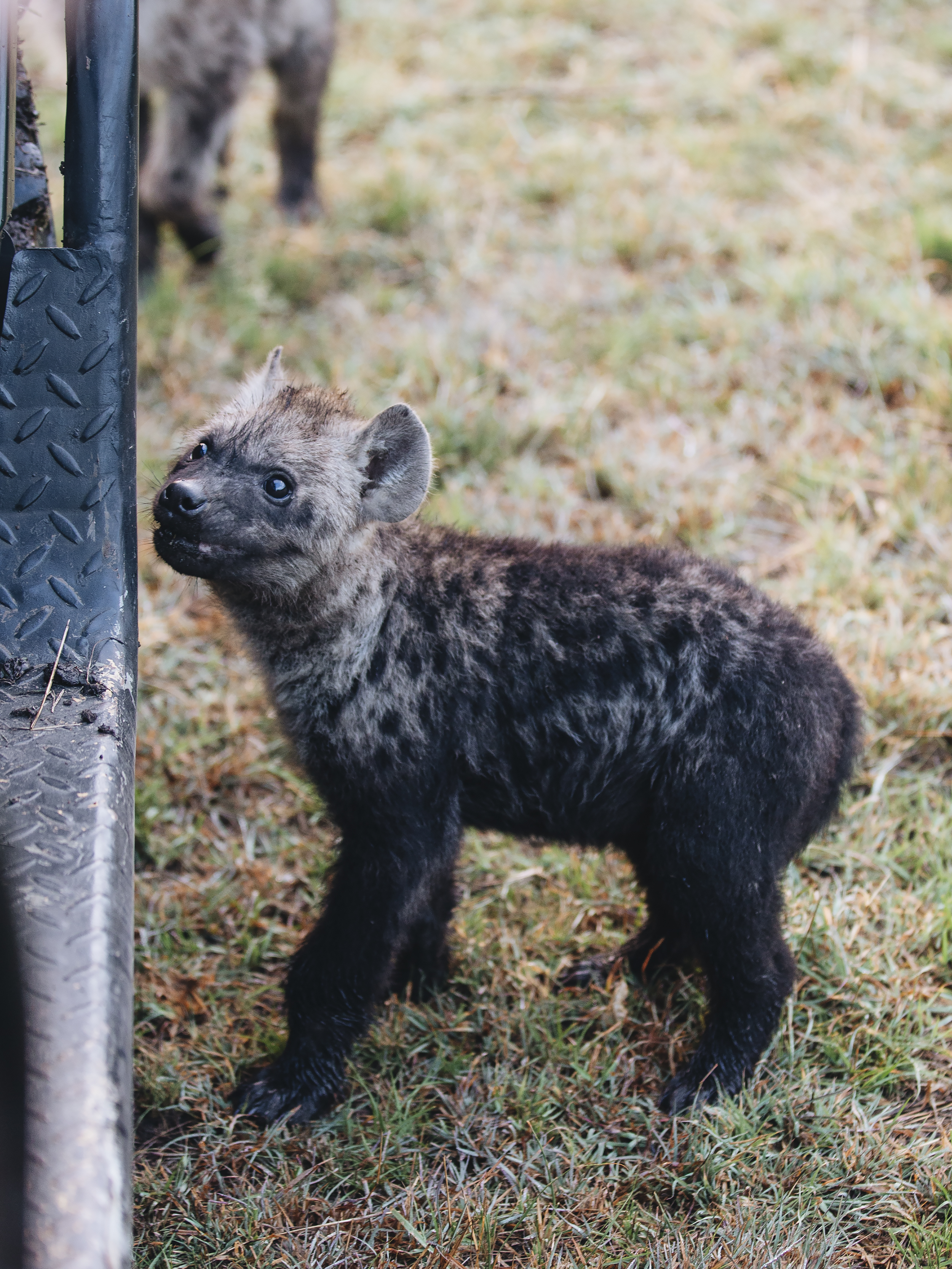 Baby Hyena Biting Our Tires