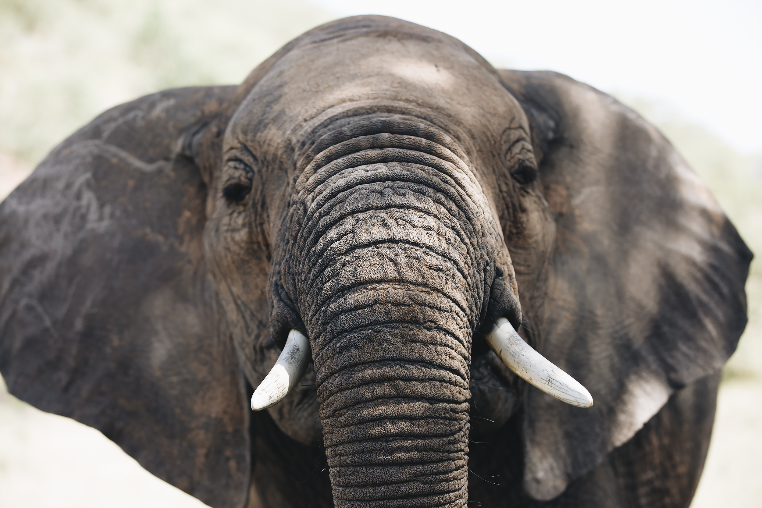 Getting Up Close and Personal with an Elephant