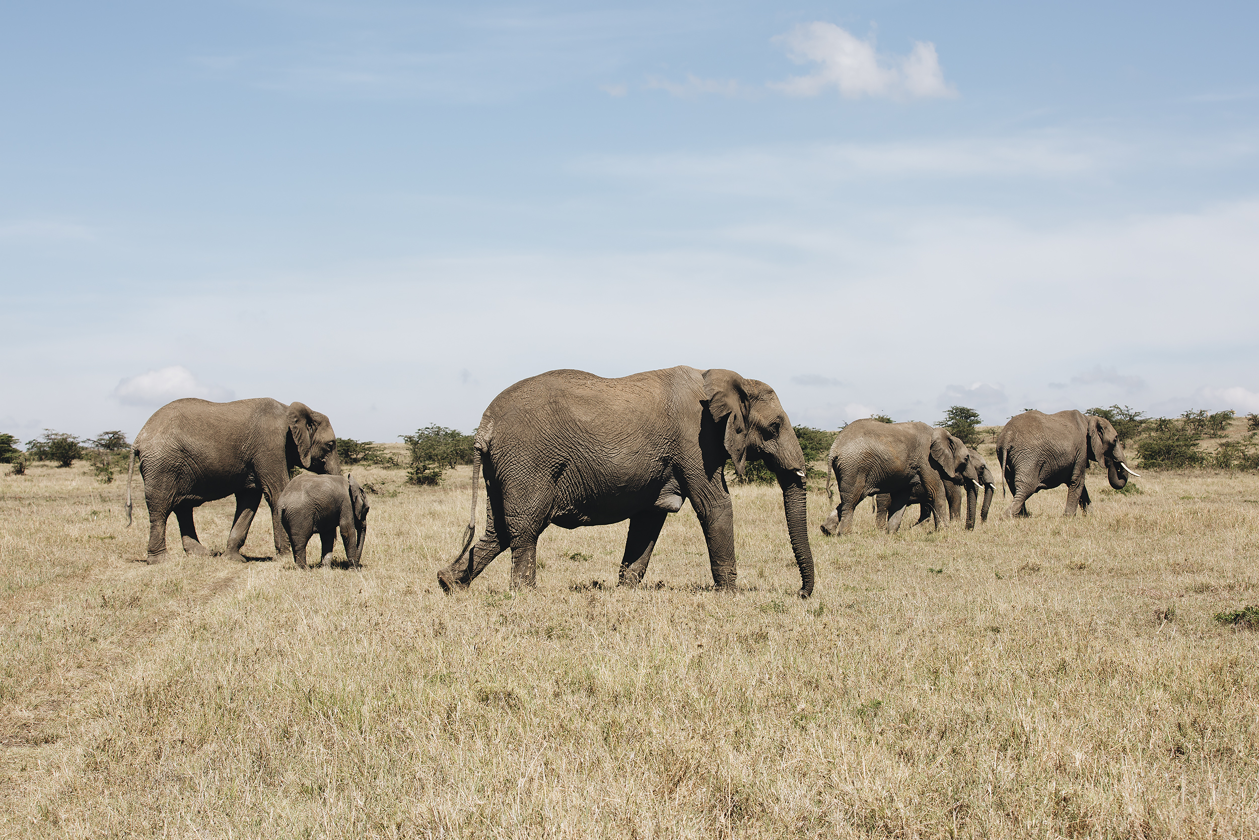 A Family of Elephants