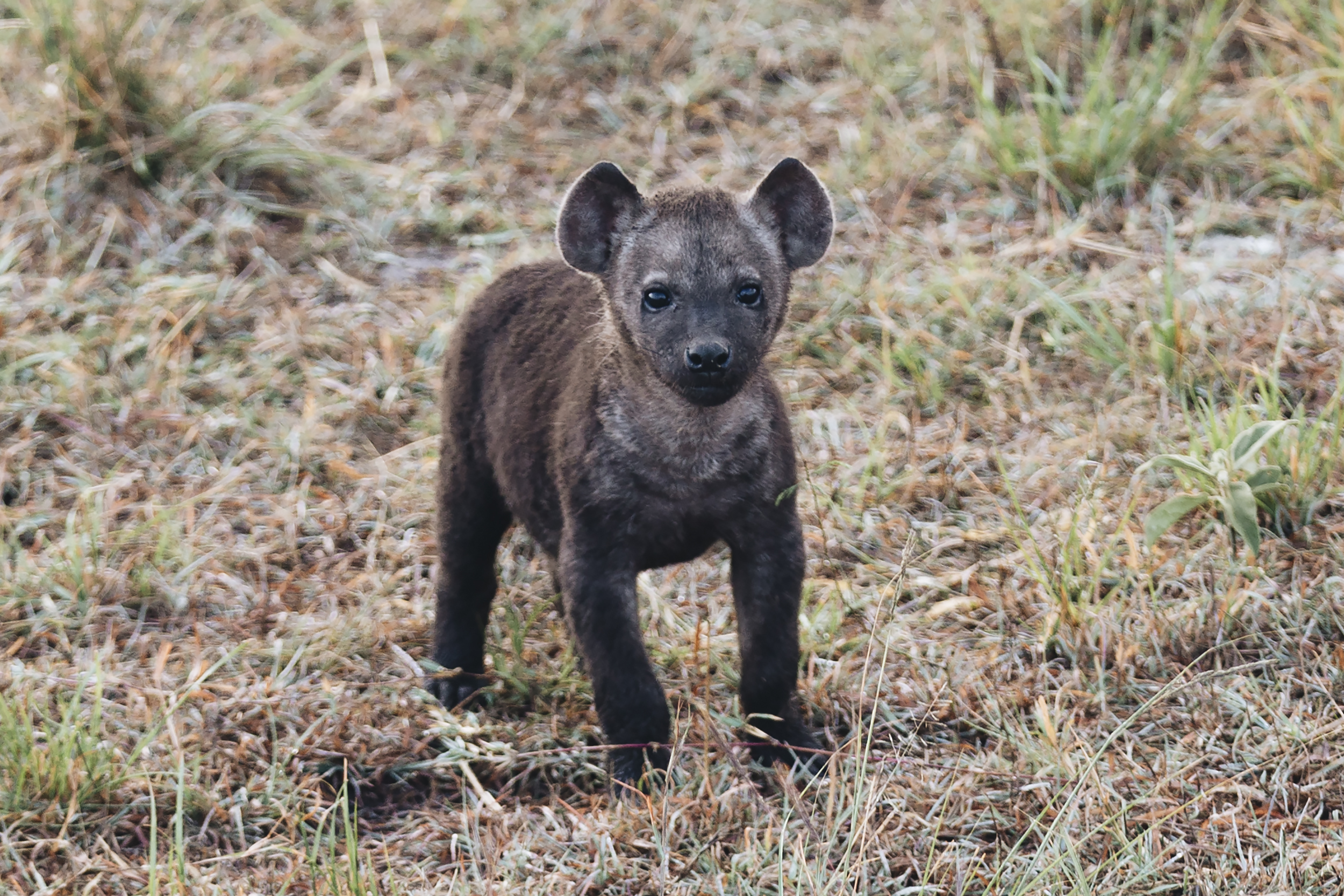 I Call This Baby Hyena "Little Bear"