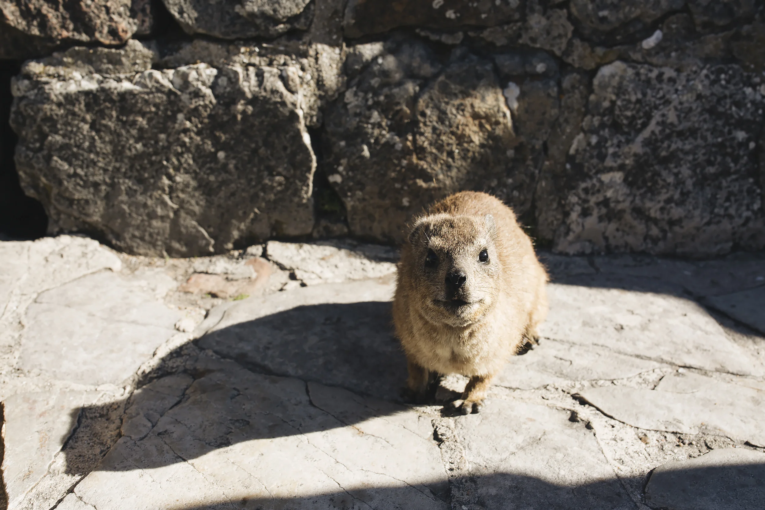 Little furry creatures called Rock Hyrax’s