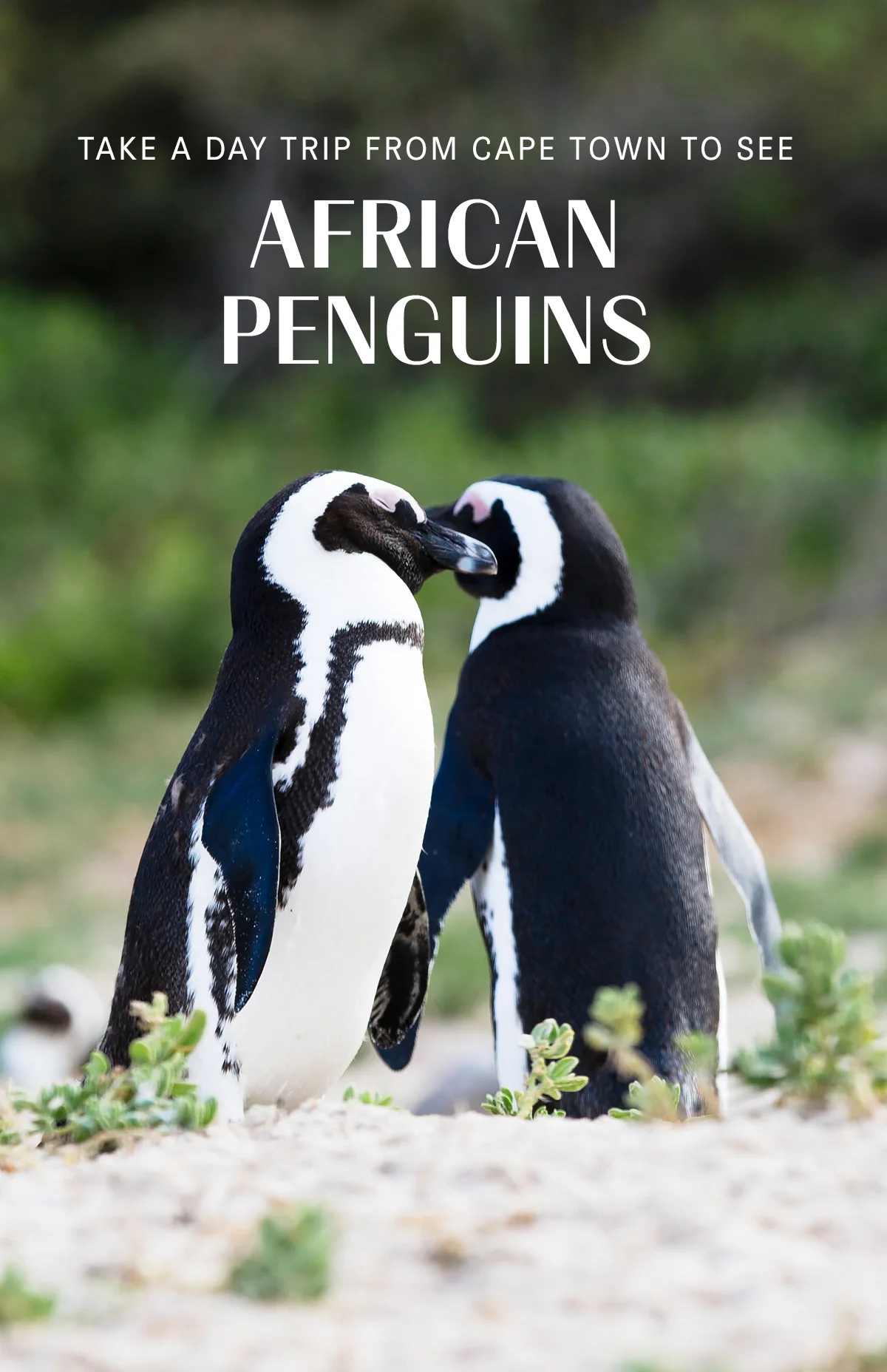 social-chrissihernandez-pin-cape-town-africanpenguins-01.jpg