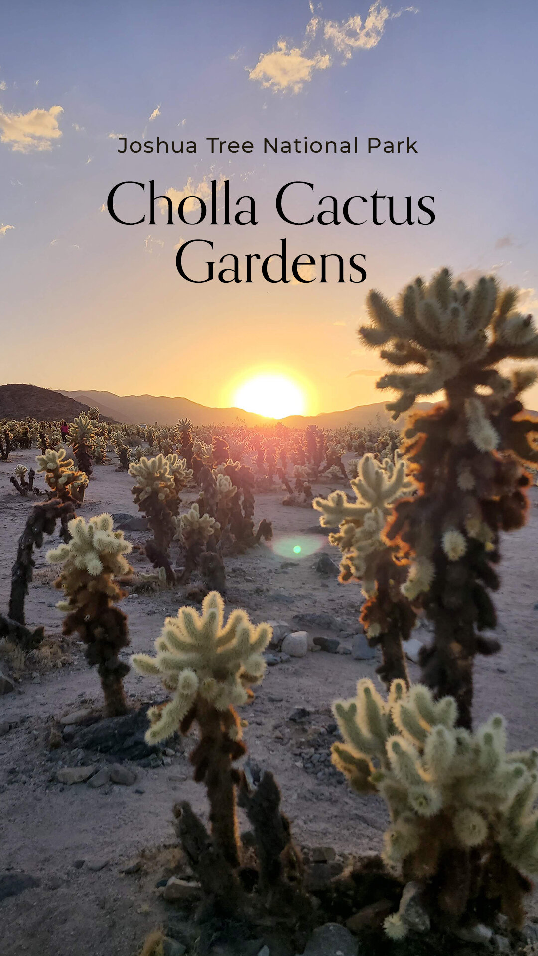 social-chrissihernandez-california-joshuatree-chollacactusgardens-01.jpg