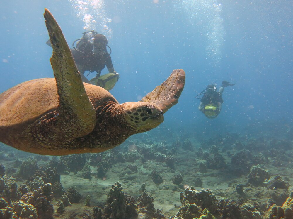 Dive from Kahekeli Beach to see Sea Turtles Up Close and Personal