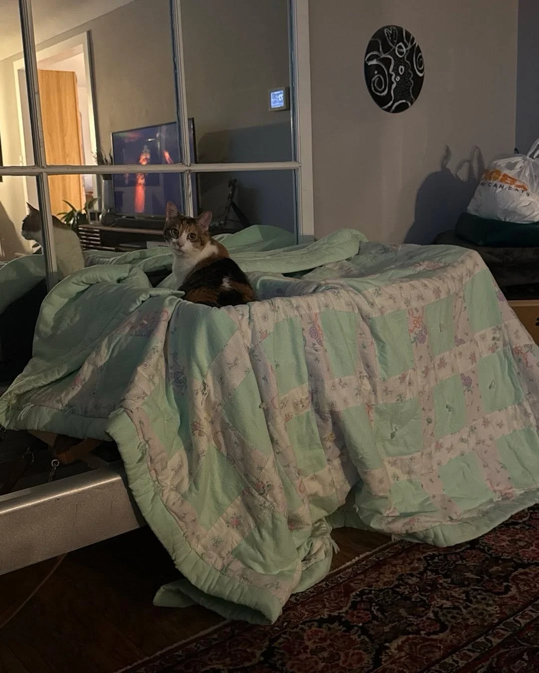 How to save your equipment from feline friends. Penny now thinks this is her bassinet!