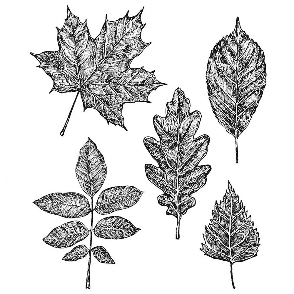 Tim Holtz Cling Rubber Stamps Sketchy Leaves
