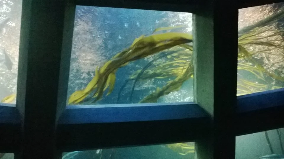 Figure 2: Inspiration photo of the Underwater Dome
