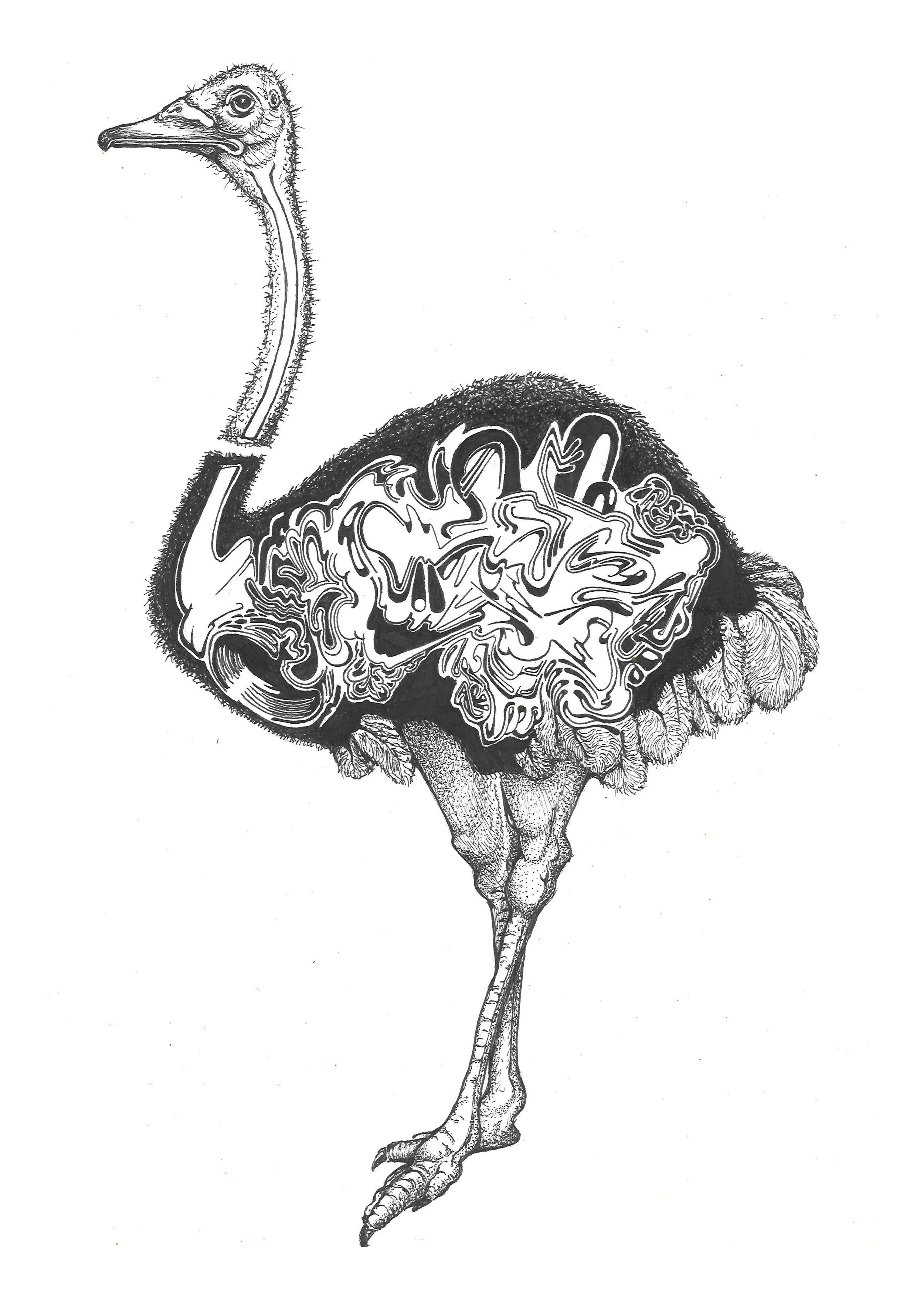 MF-Ostrich.jpg