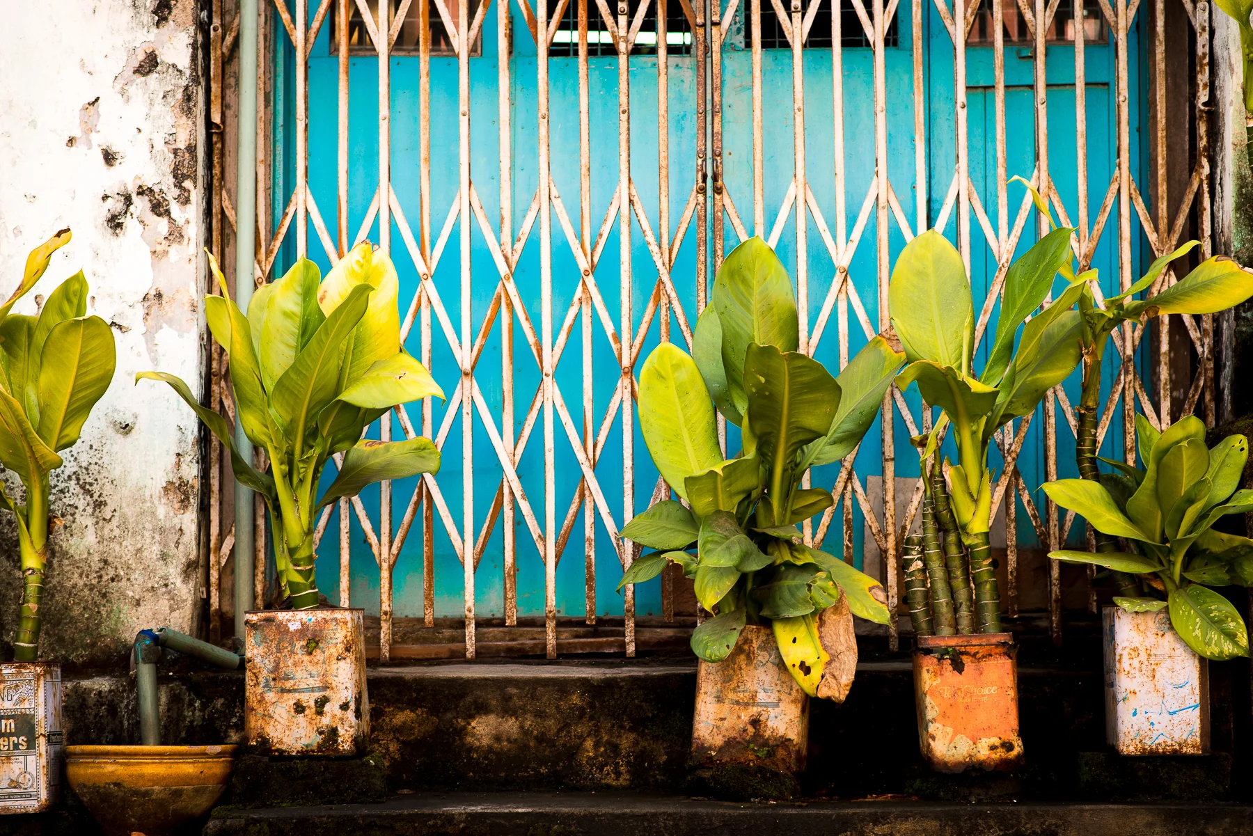 Street plants.  Just hangin out.  Yangon, Myanmar