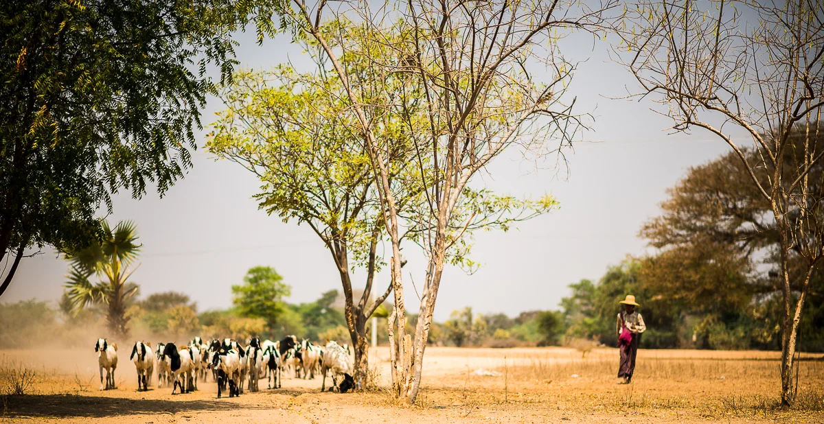 Goat Herder. Bagan, Myanmar